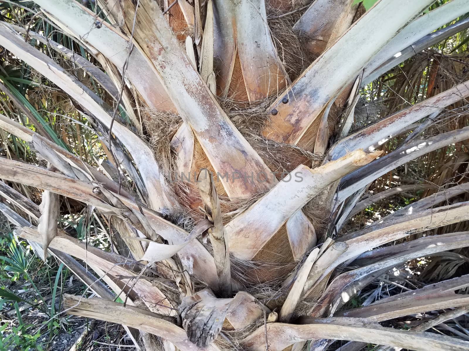 tropical palm tree bark with fibers on trunk