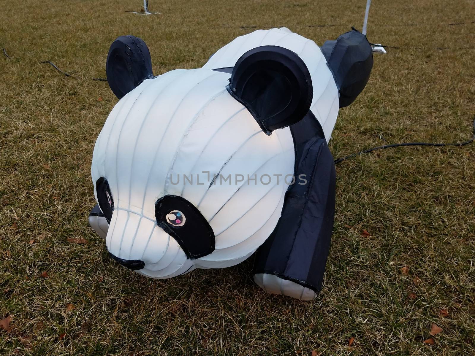 black and white panda bear on grass or lawn