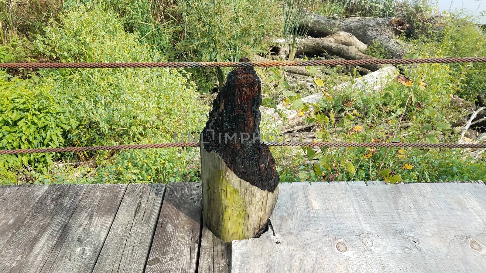 burned wood from lightning strike and metal cable on pier by stockphotofan1