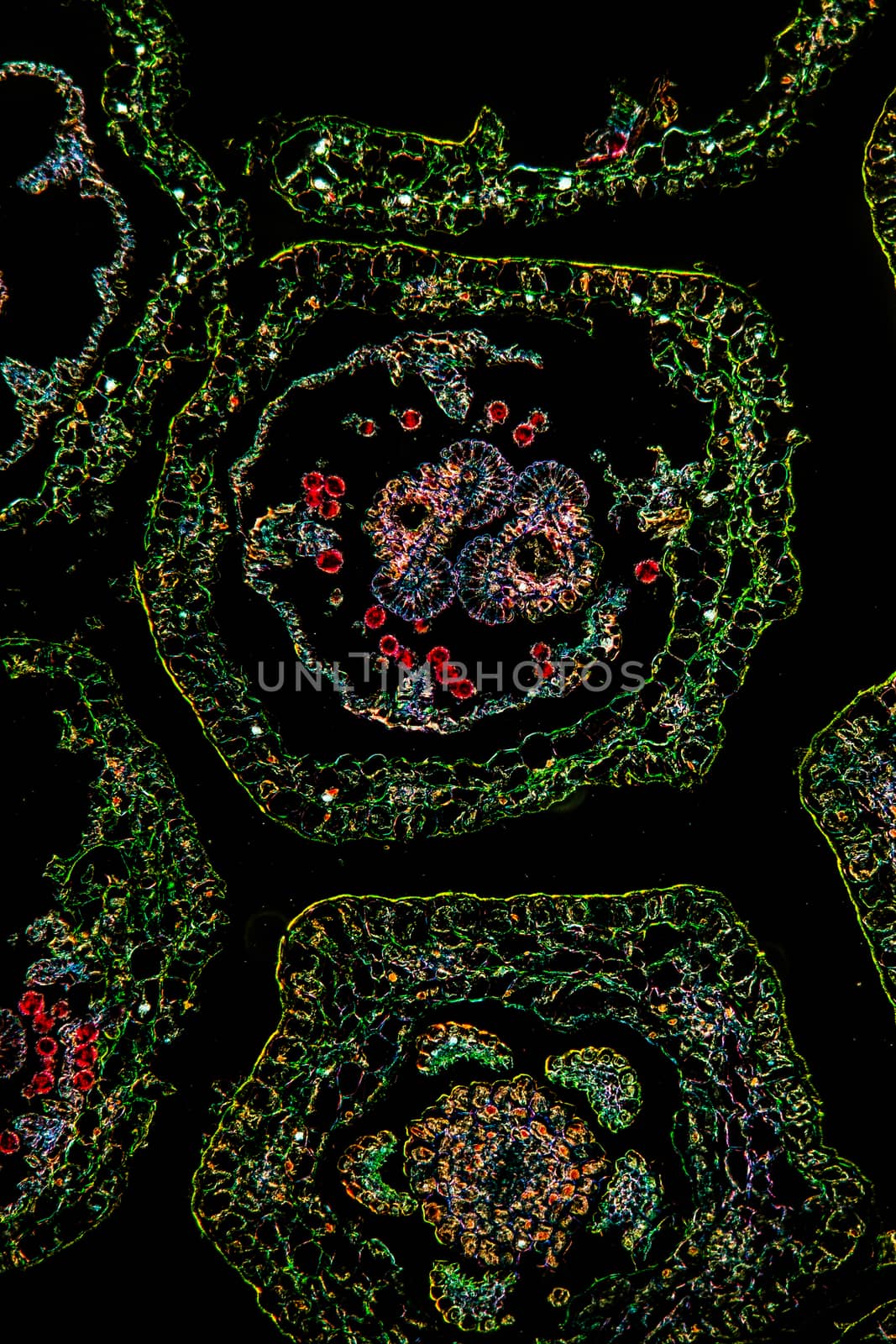 Margarite flower under the microscope 100x by Dr-Lange
