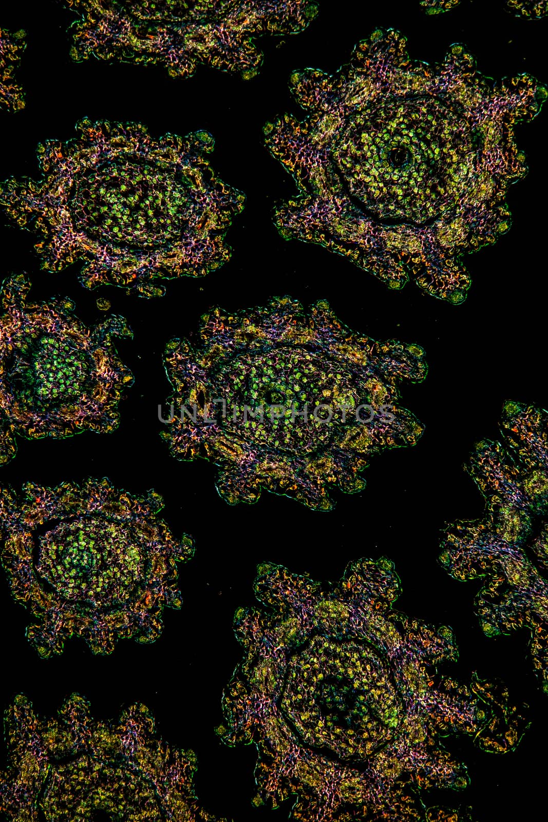 Margarite flower under the microscope 100x