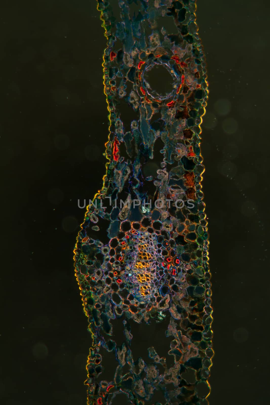 Sheet cross section under the microscope 100x by Dr-Lange