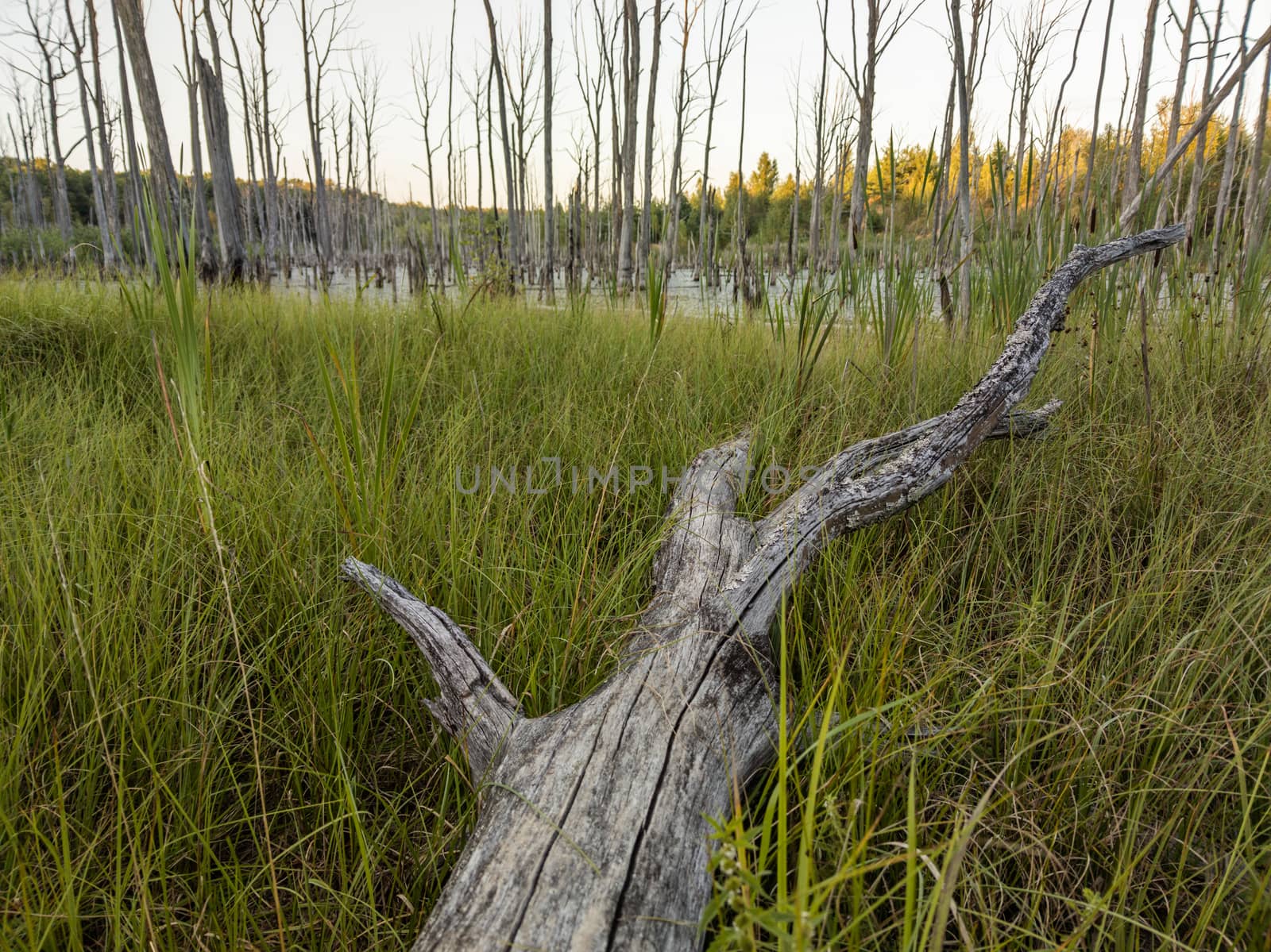 morning in summer swamp with dry gray tree trunk in foreground and blurry background - selective focus wide angle shot.