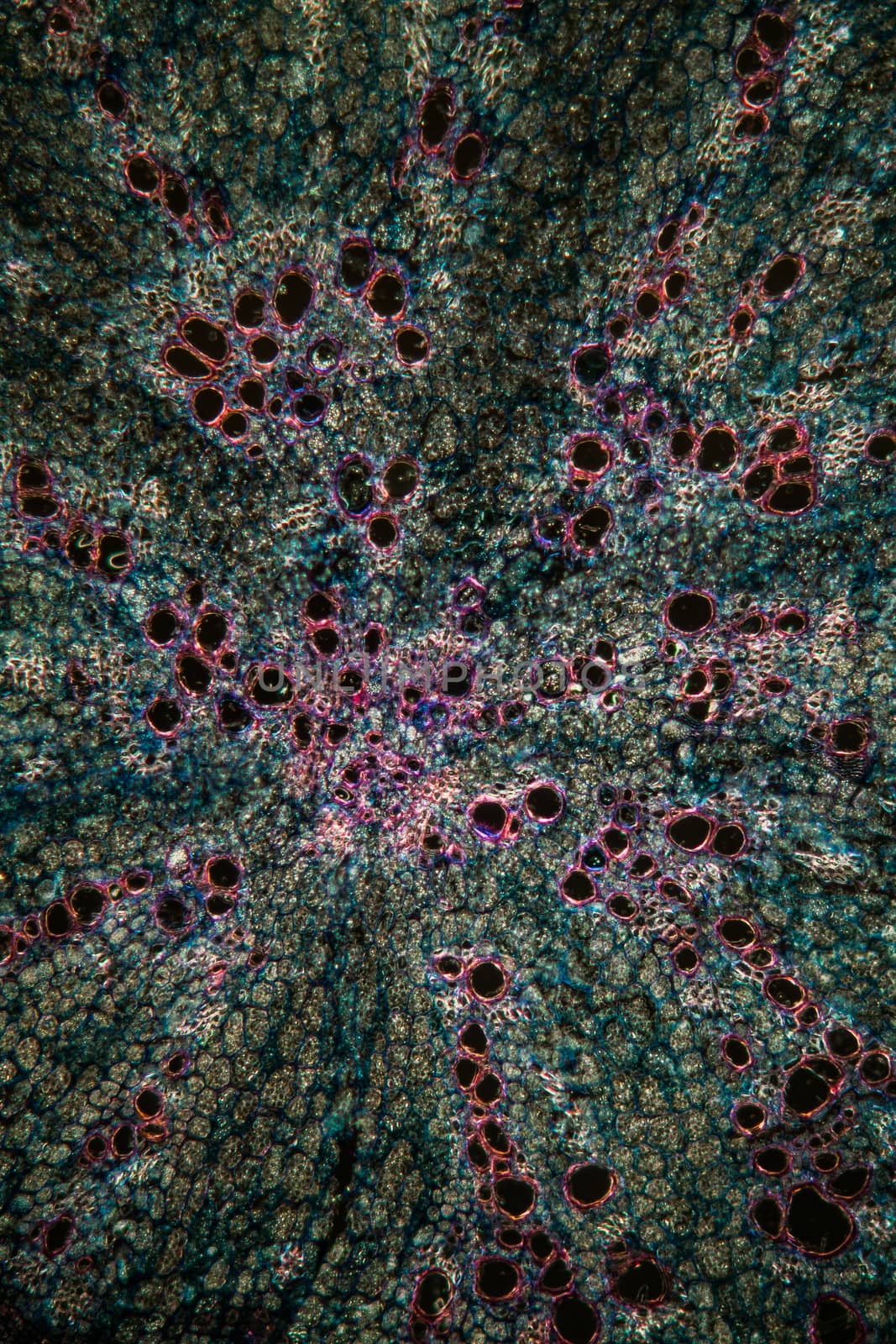 Alfalfa root in cross section 100x