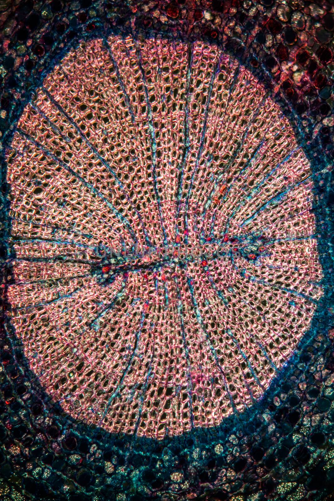 Yew root in cross section 100x