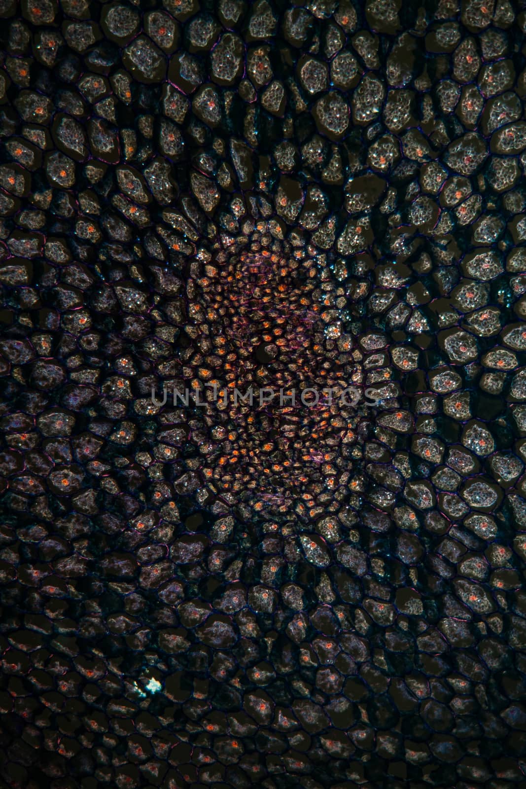 Lesser celandine root in cross section 100x by Dr-Lange