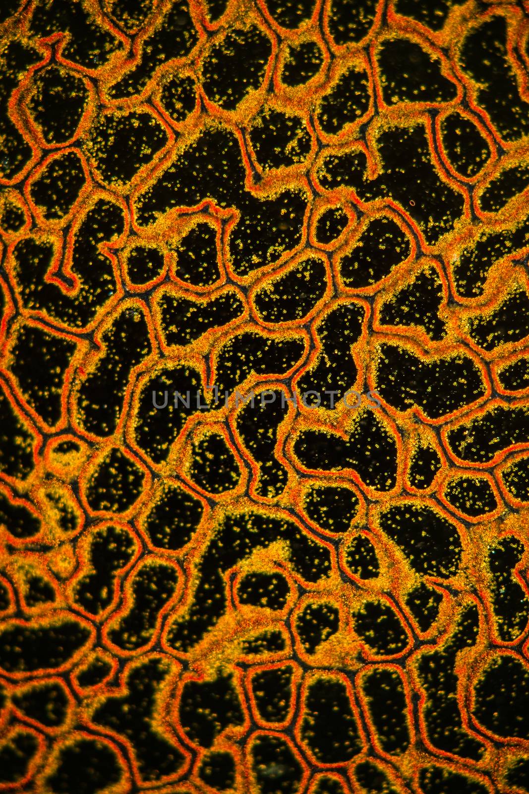 Bovist mushroom mushroom cap under the microscope 100x
