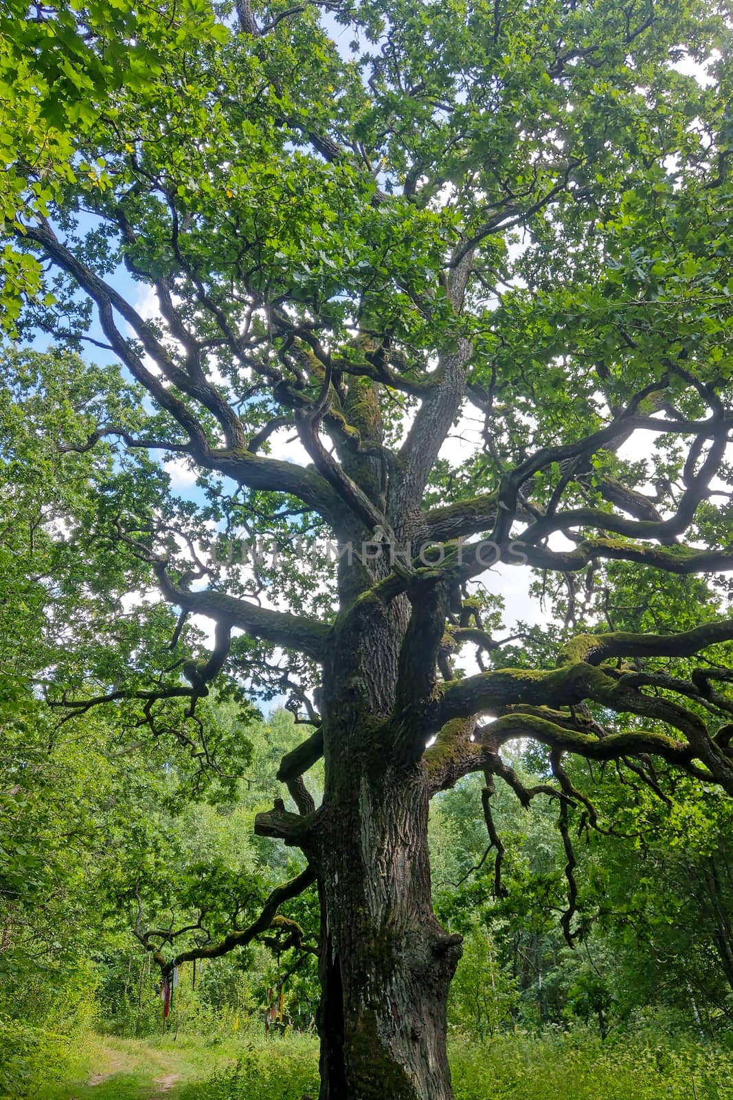 Beautiful big old green oak tree in the forest