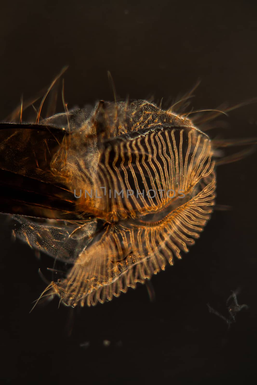 Housefly's proboscis magnified 100x by Dr-Lange