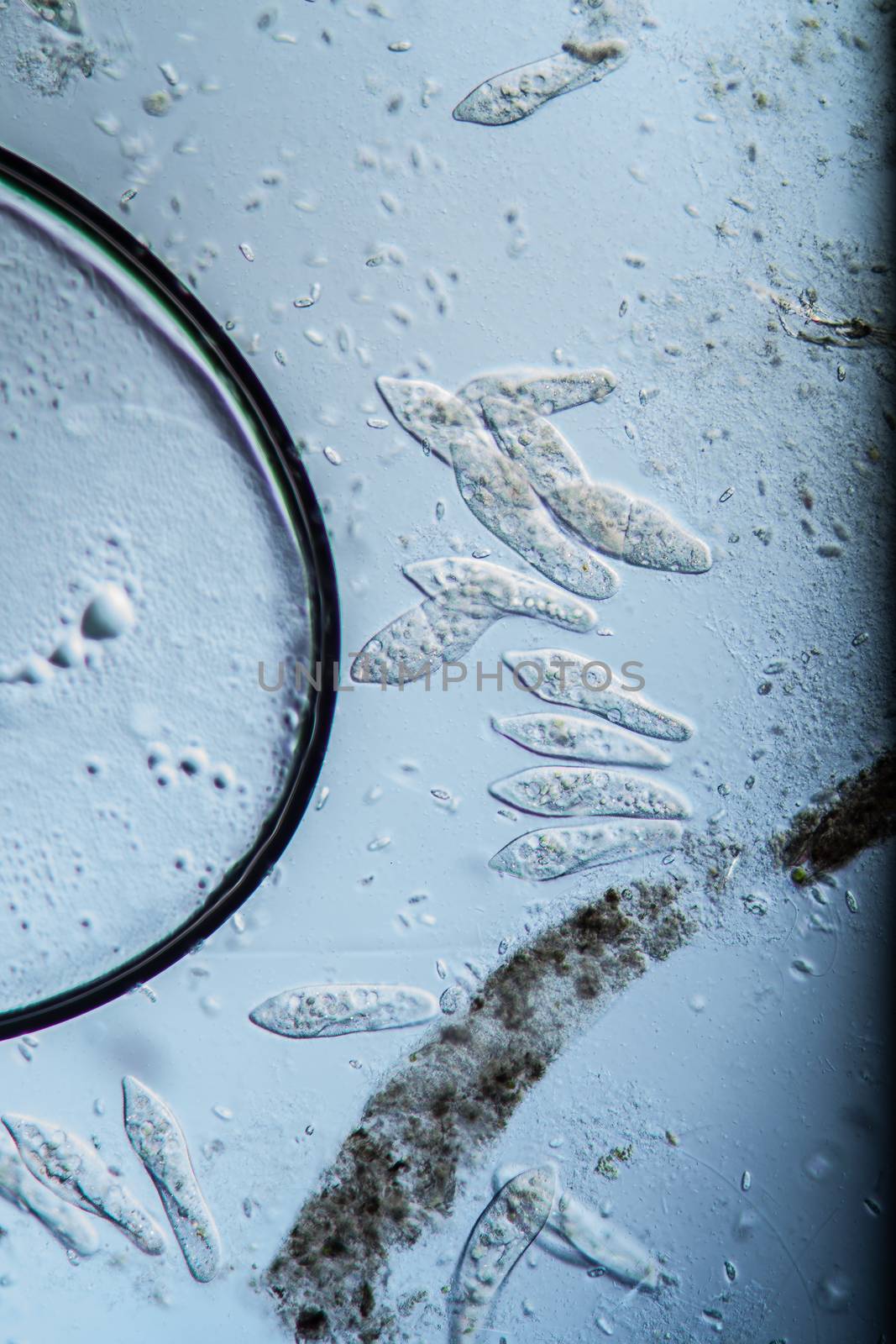 Ciliate plankton unicellular in drops of water 100x by Dr-Lange