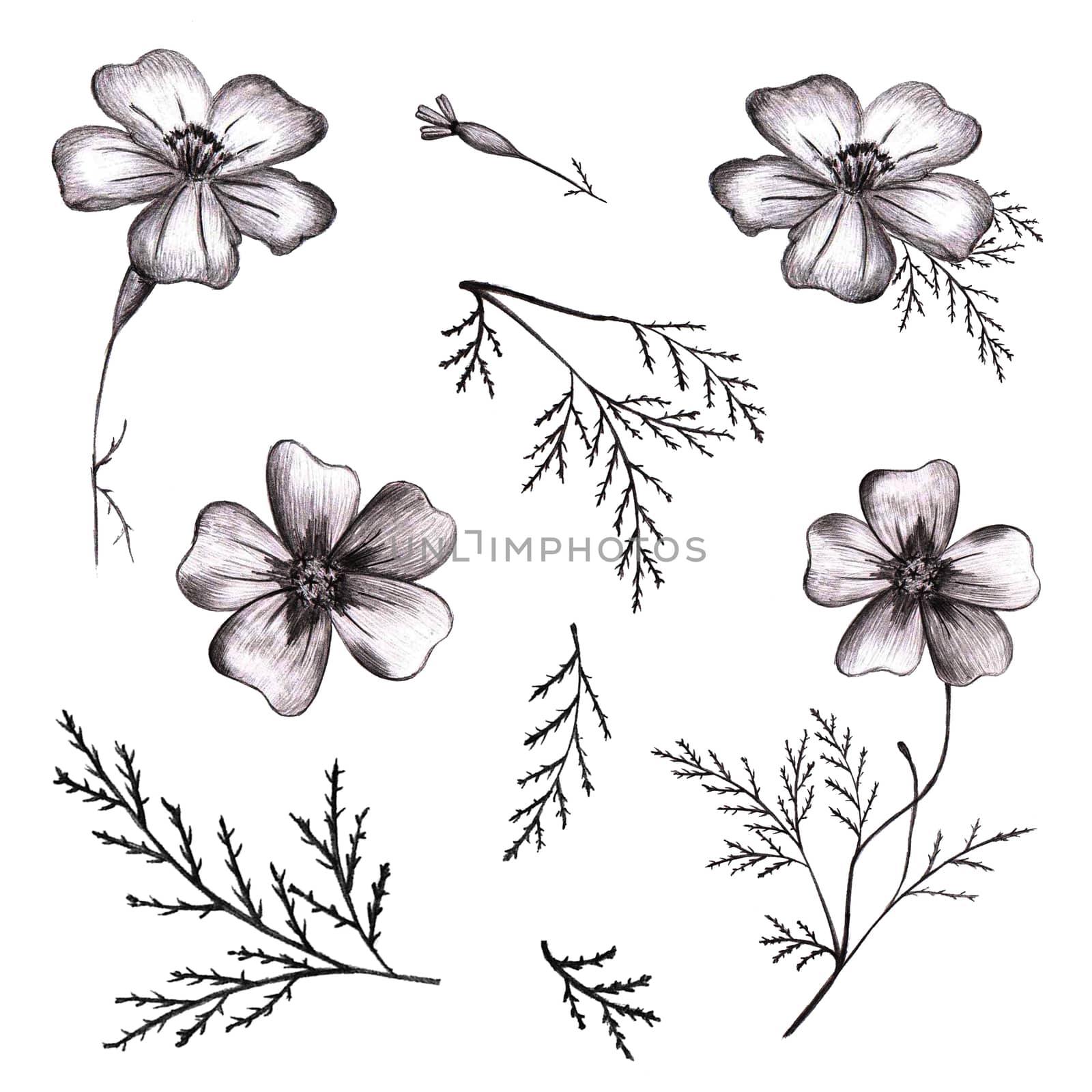 Set of Black Hand-Drawn Flowers. Thin-leaved Marigolds Sketch. by Rina_Dozornaya