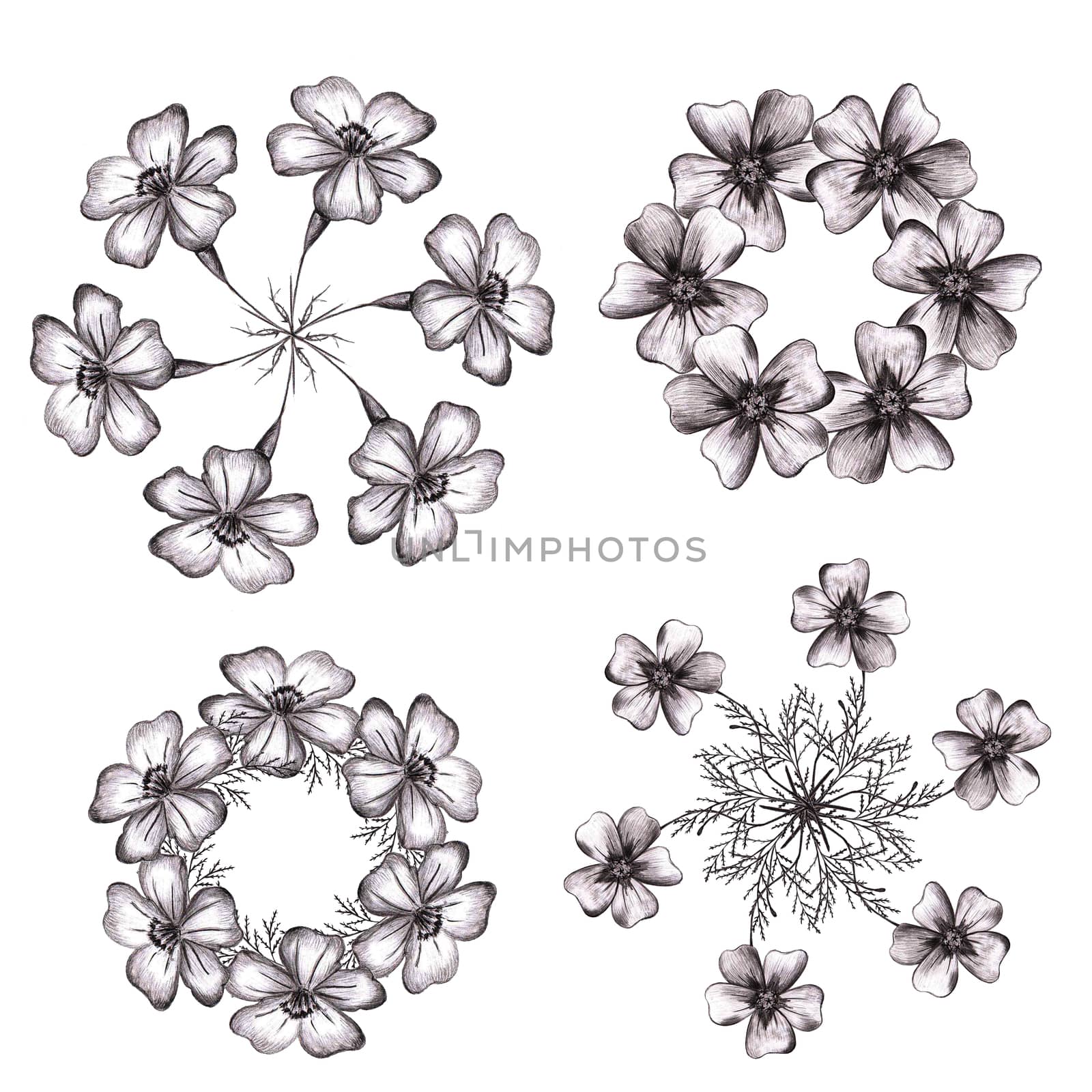 Set of Black Hand-Drawn Isolated Flower Circle Compositions. Monochrome Botanical Plant Illustration. Thin-leaved Marigolds for Print, Tattoo, Design, Holiday, Wedding and Birthday Card.