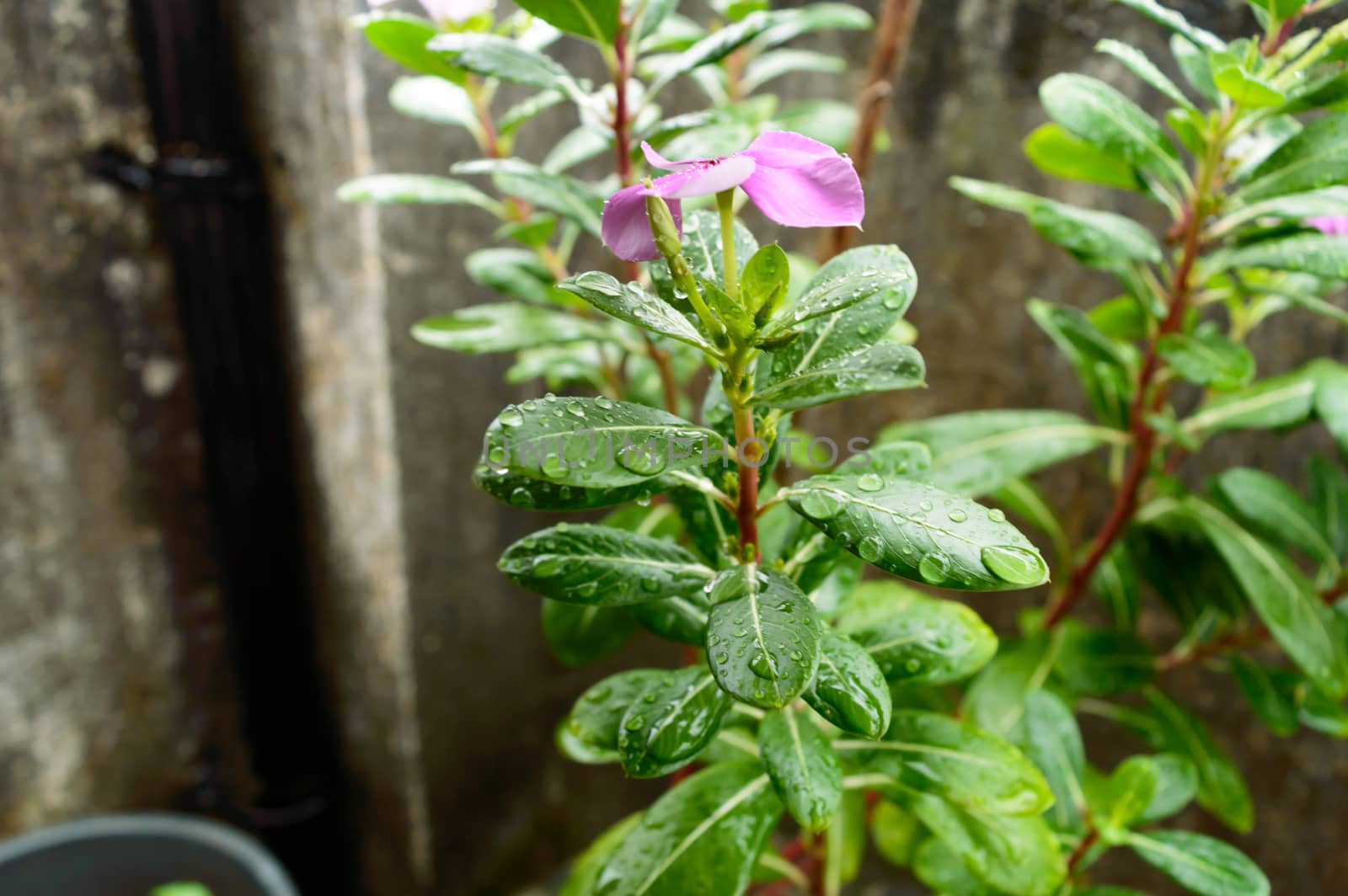 Raindrops on leaf. Raindrop on leaves images. Beautiful rainy season, water drop on green leaf, small flower plant, nature background. by sudiptabhowmick