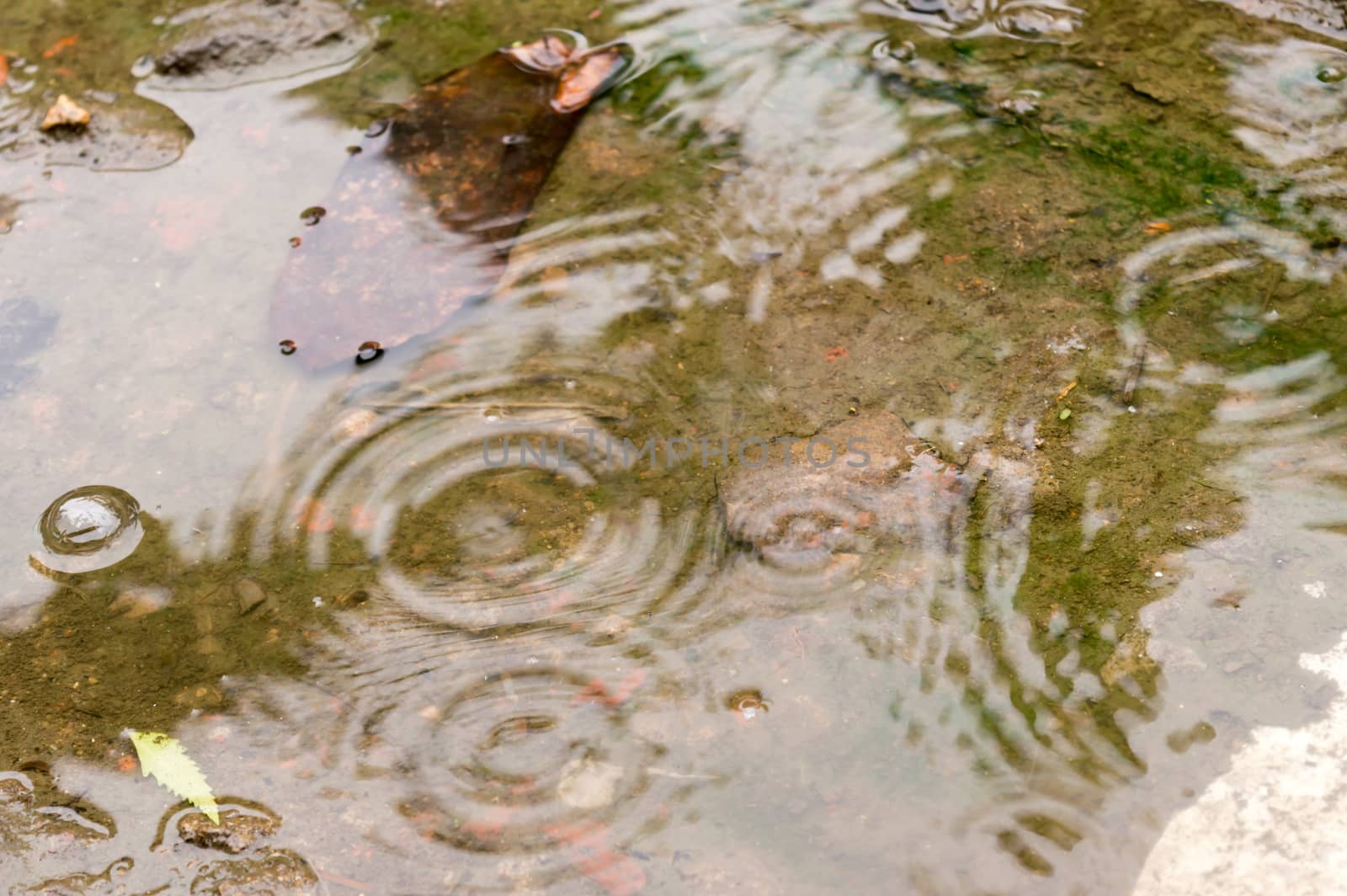 Rain drops in the water surface. Rain fall on the ground in rains season. Raindrops rippling in a puddle with bright sky reflection on it. Abstract Nature Background.
