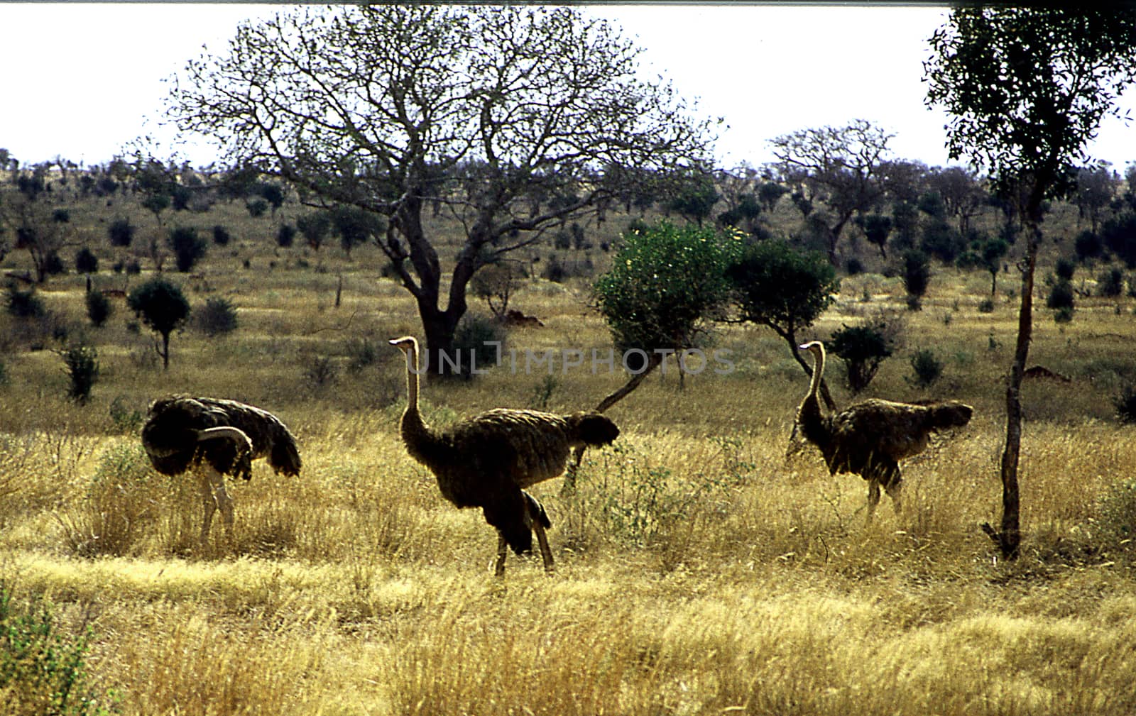 Ostrich in the African savanna