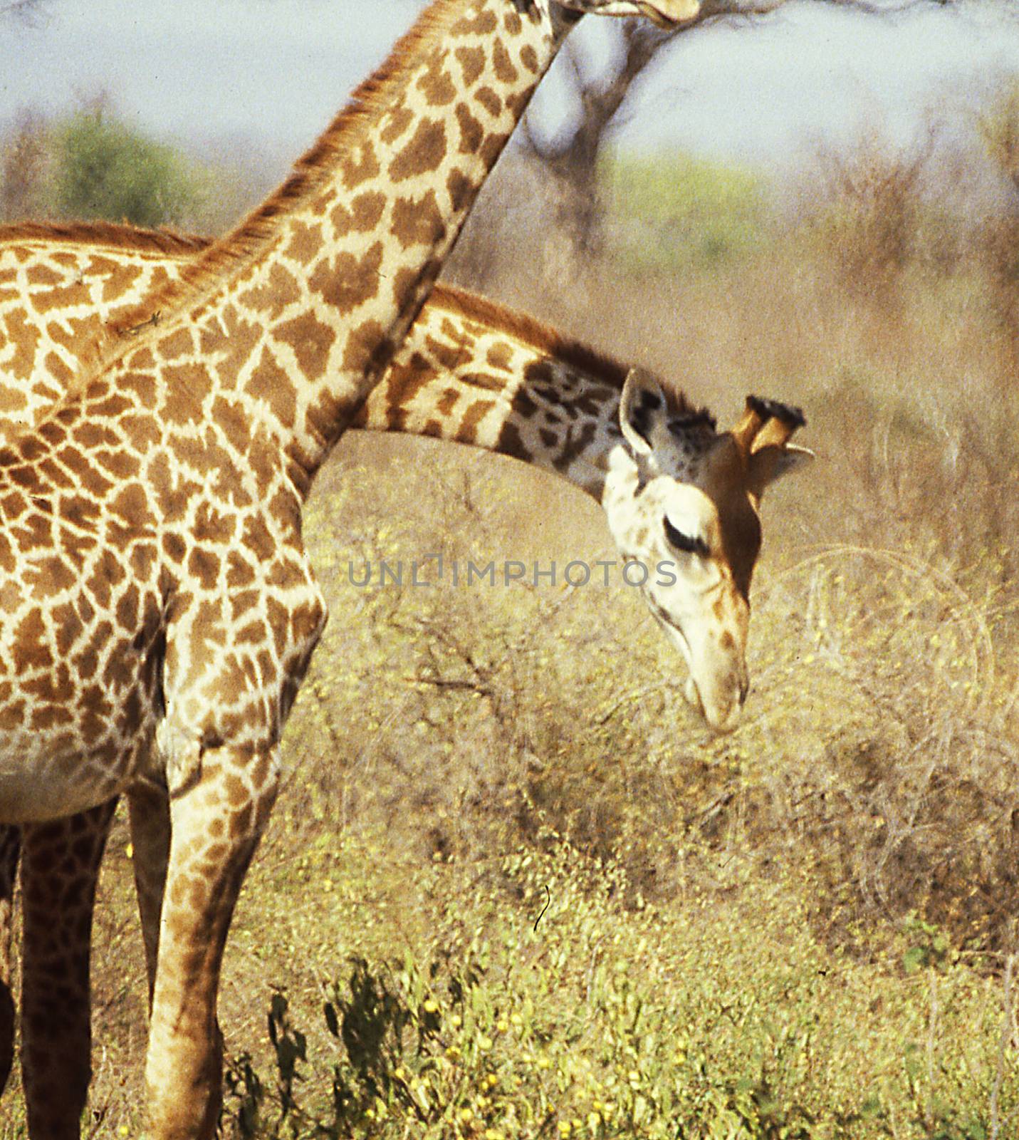 Giraffes in the steppe of East Africa by Dr-Lange