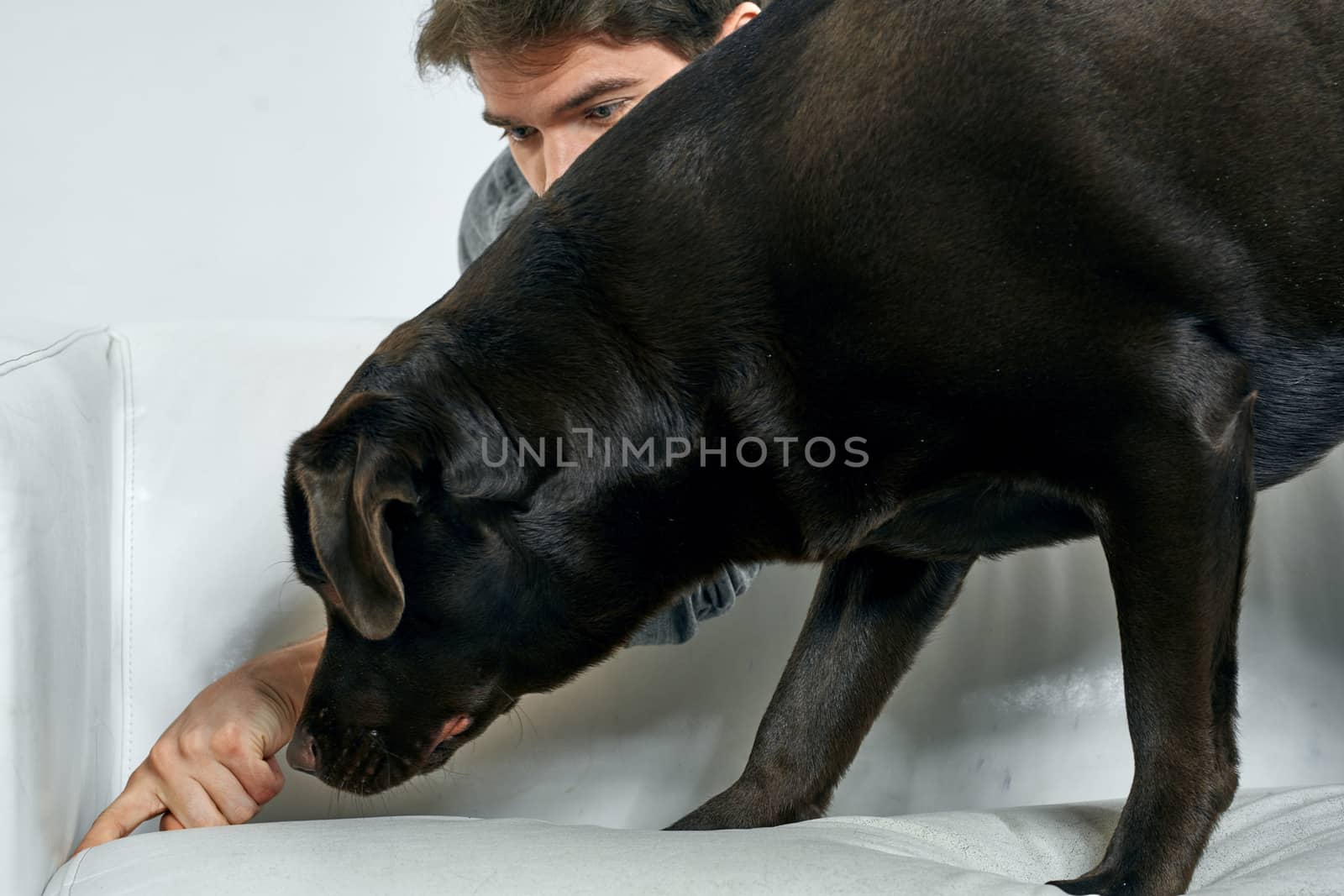 Close-up cropped view of a man with a dog on a light sofa indoors by SHOTPRIME