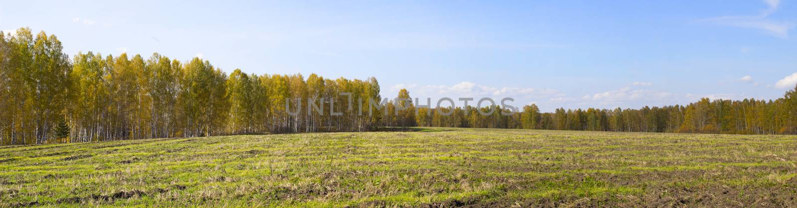 Autumn nature in panorama. Autumn yellow forest and field. Blue sky with clouds over the forest.