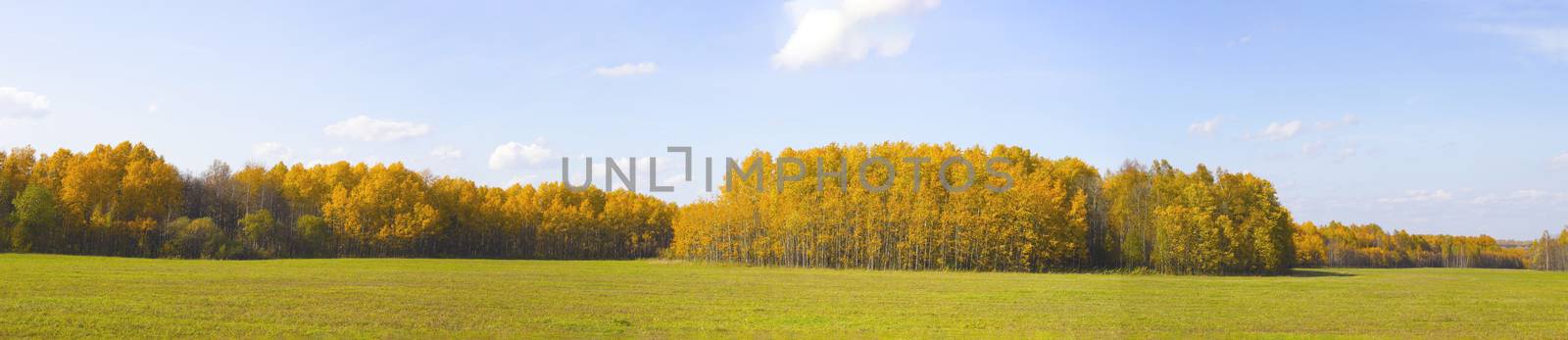 Autumn nature in panorama. Autumn yellow forest and field. by AnatoliiFoto