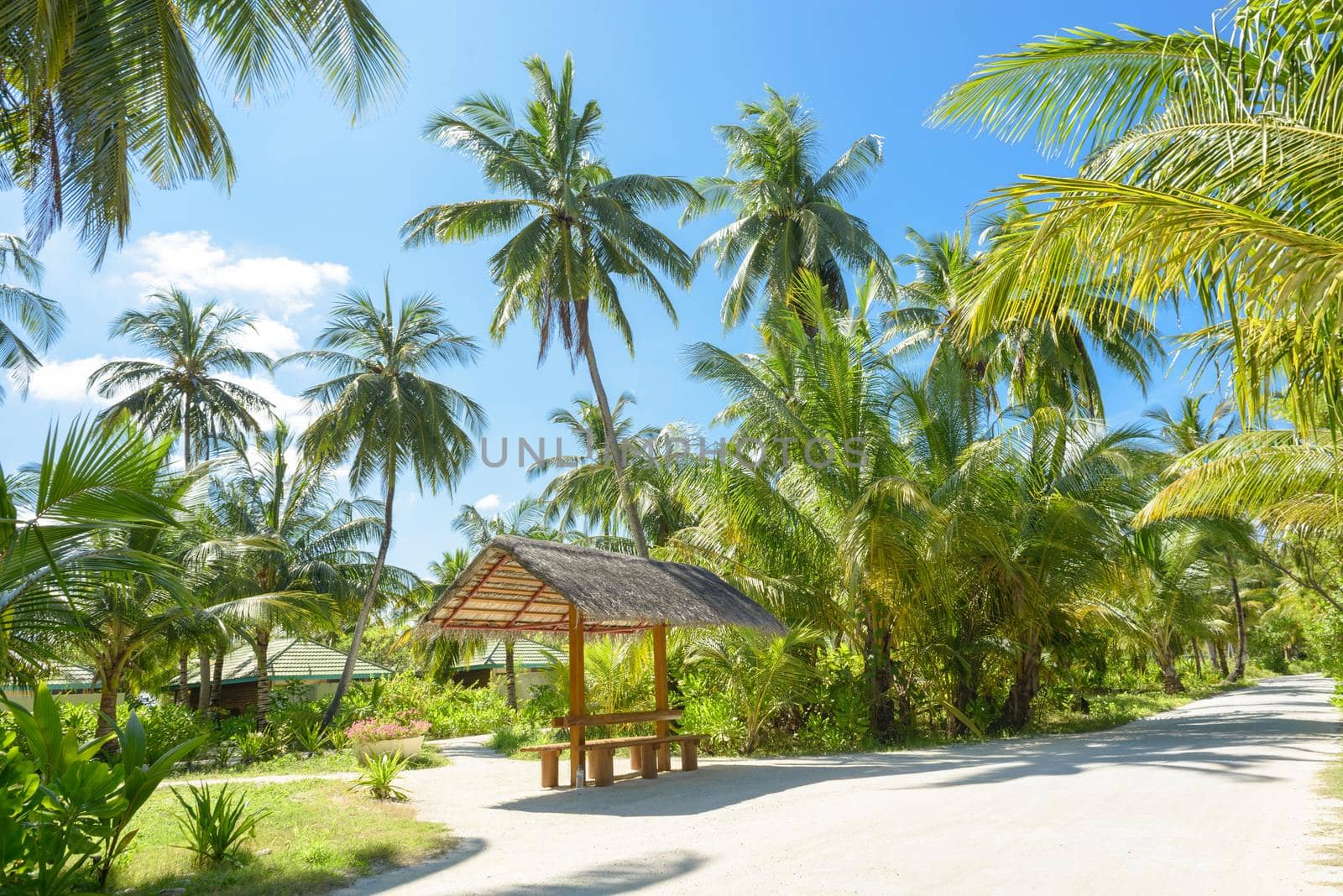 Beautiful Brown Wooden Bench Surrounded by Palm Trees