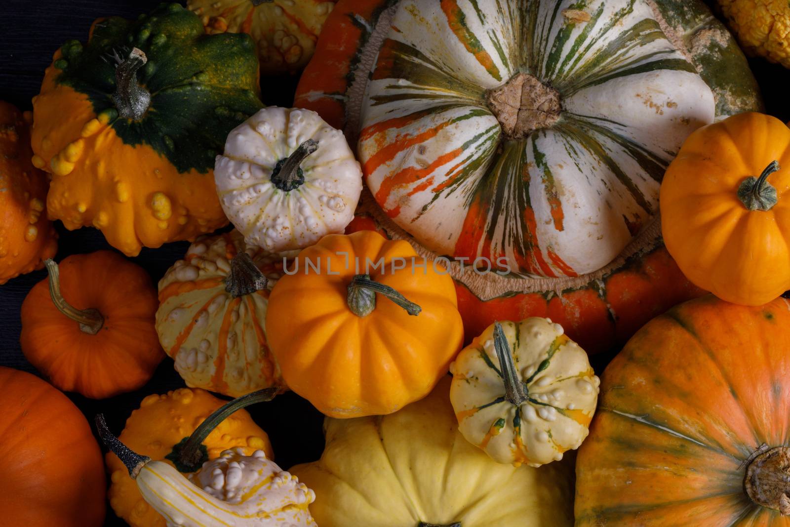 Assortiment of autumn harvested pumpkins in a heap background , Halloween holiday concept