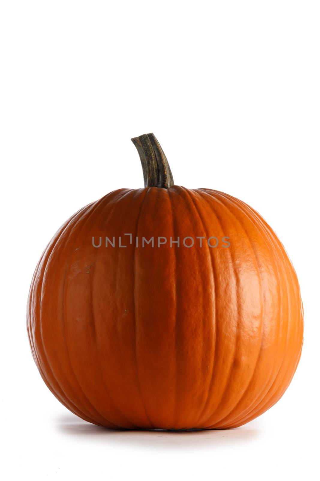 One perfect orange pumpkin closeup isolated on white background