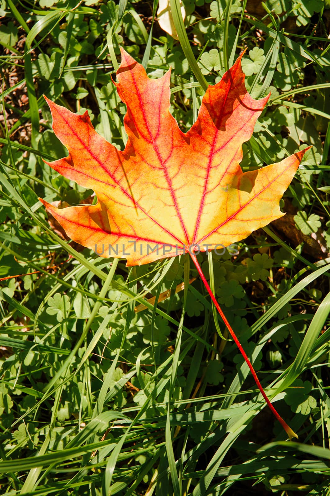 Maple Leaf in Autumn (Acer platanoides) by MaxalTamor