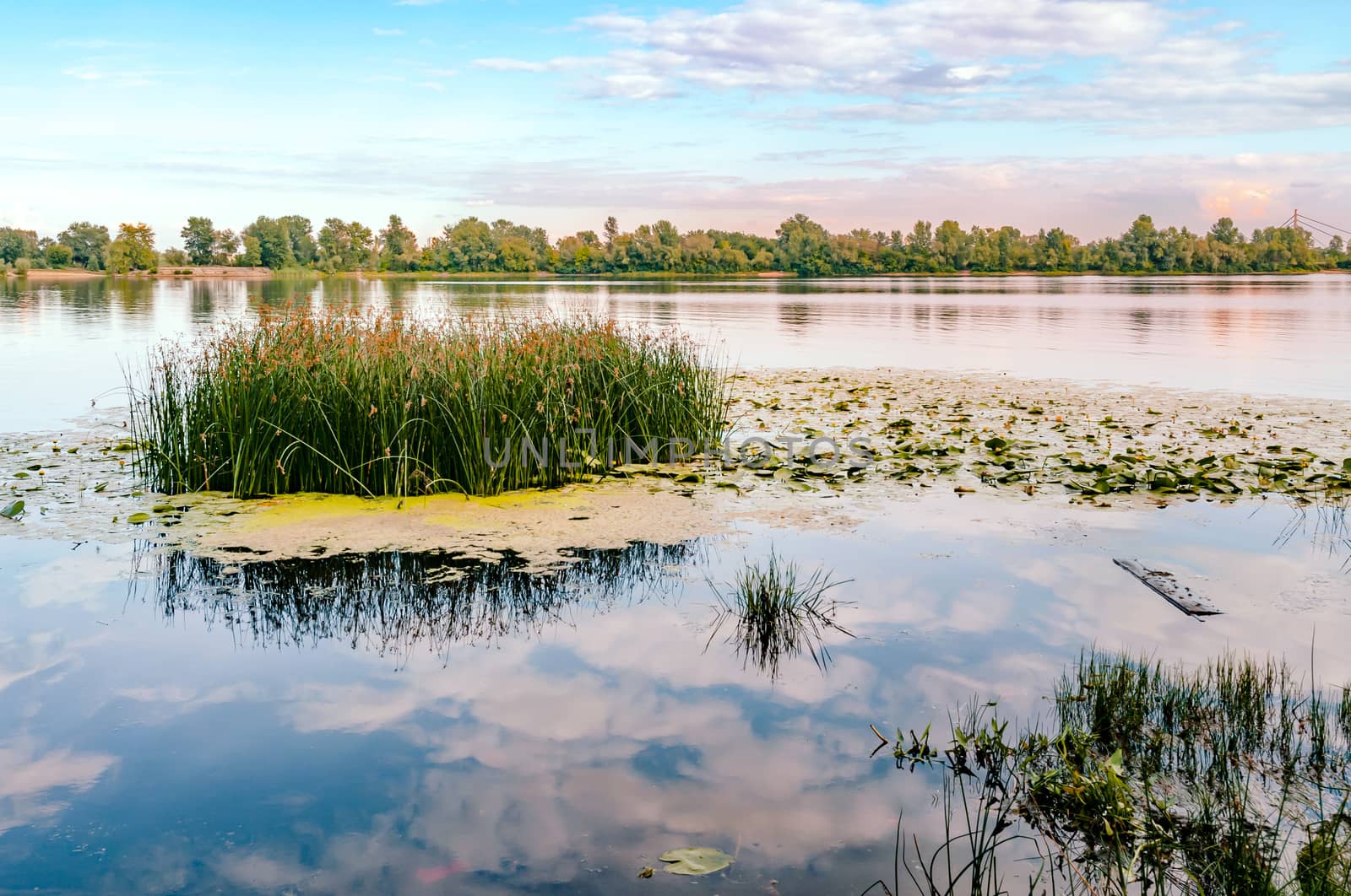 Scirpus plants and yellow waterlily in the Dnieper river in Kiev, Ukraine, at evening.