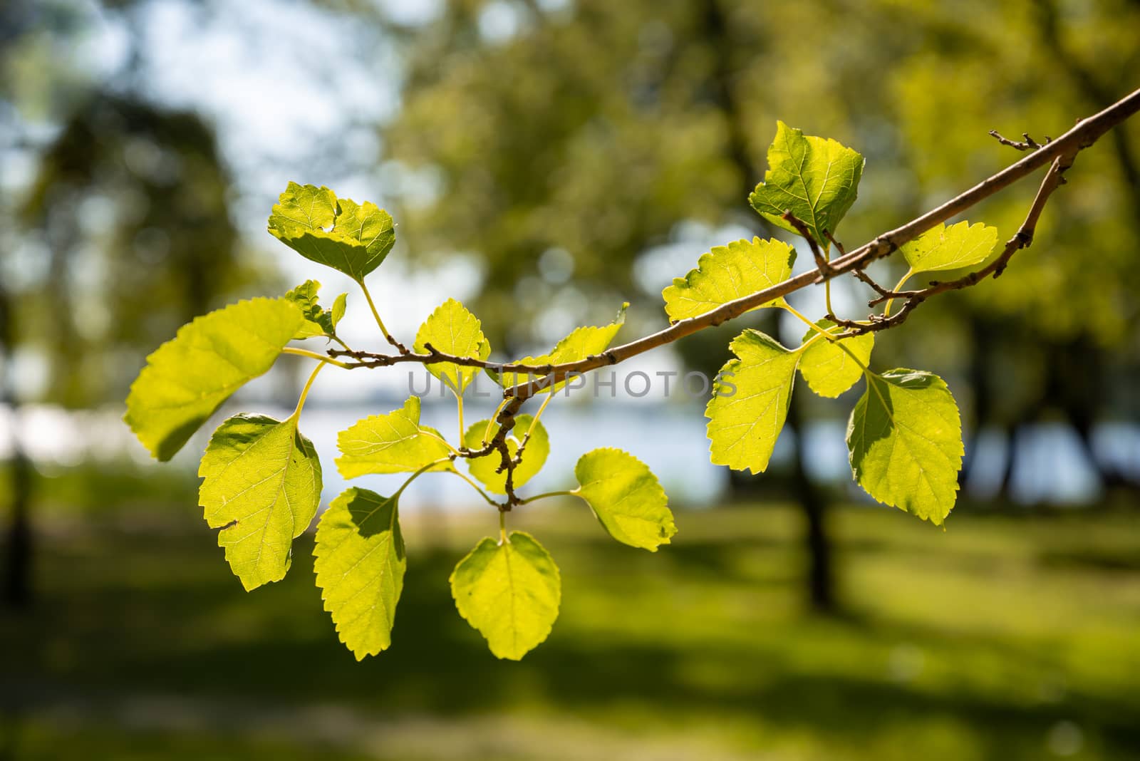 Poplar leaves in backlight, near the Dnieper River in Kiev, Ukraine, on a sunny late summer day