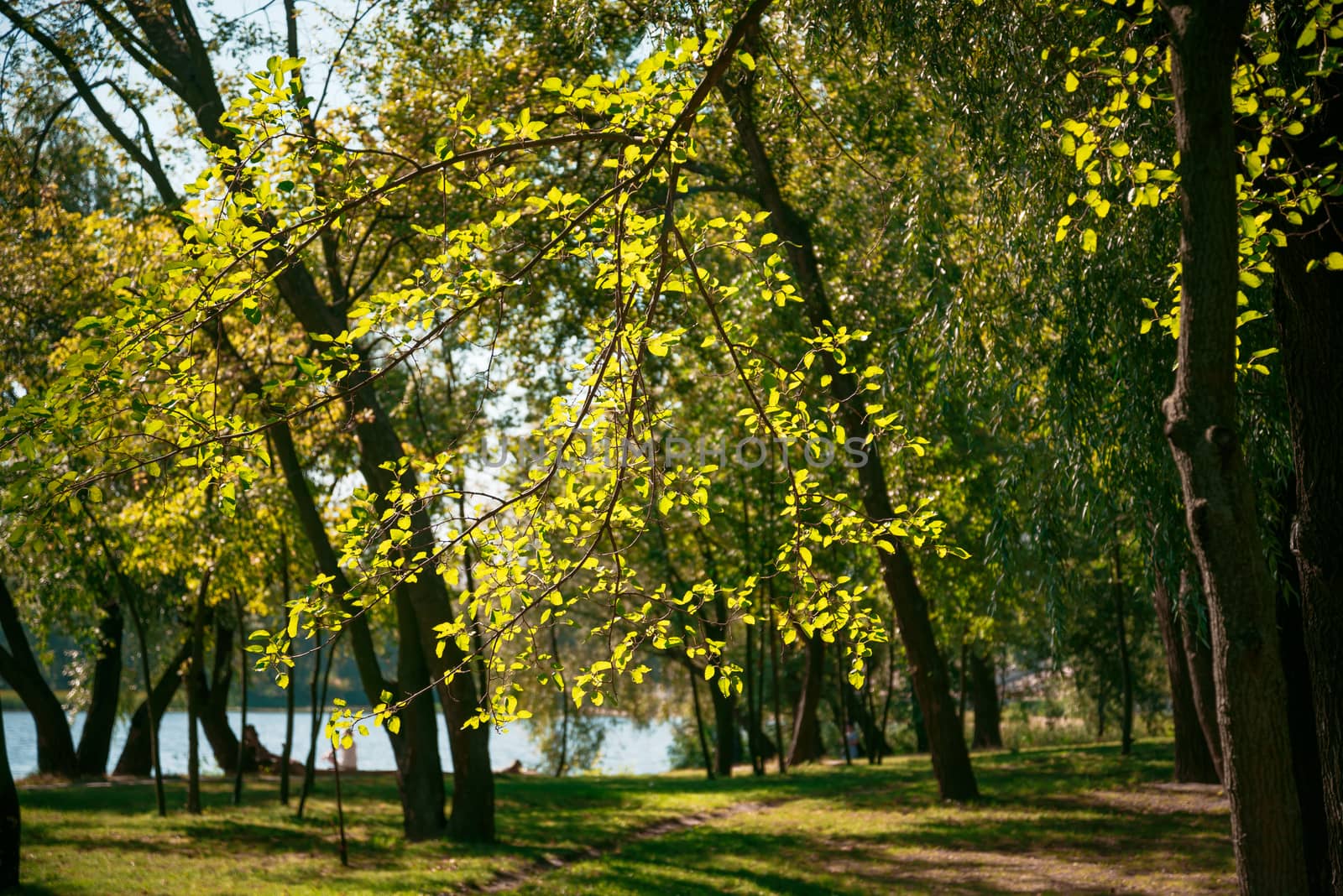Poplar leaves in backlight, near the Dnieper River in Kiev by MaxalTamor