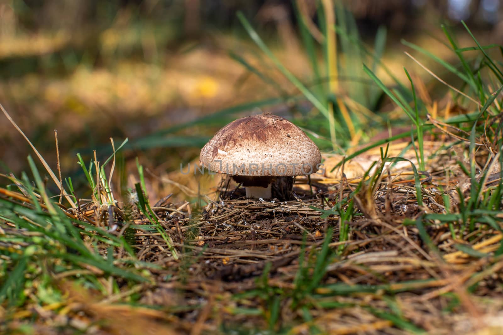 Beautiful mushroom in the forest. Mushroom picking in the forest by AnatoliiFoto