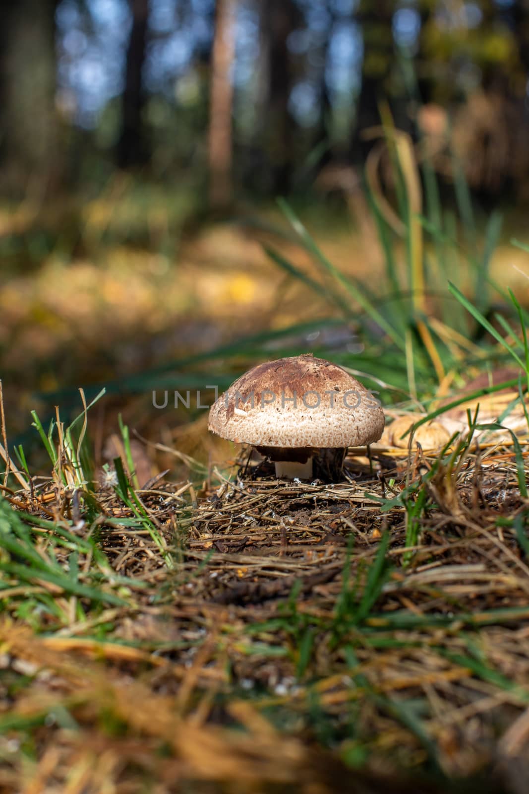 Beautiful mushroom in the forest. Edible or non-edible mushroom in the autumn forest. Mushroom picking in the forest