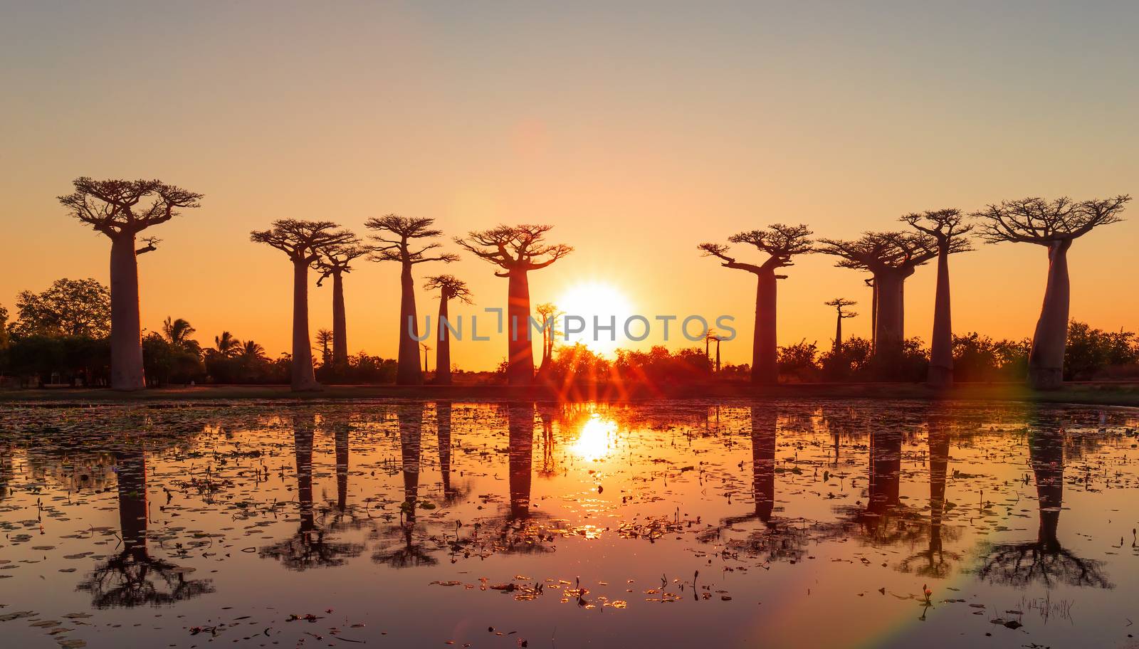 Baobab trees at dawn with birds in Madagascar