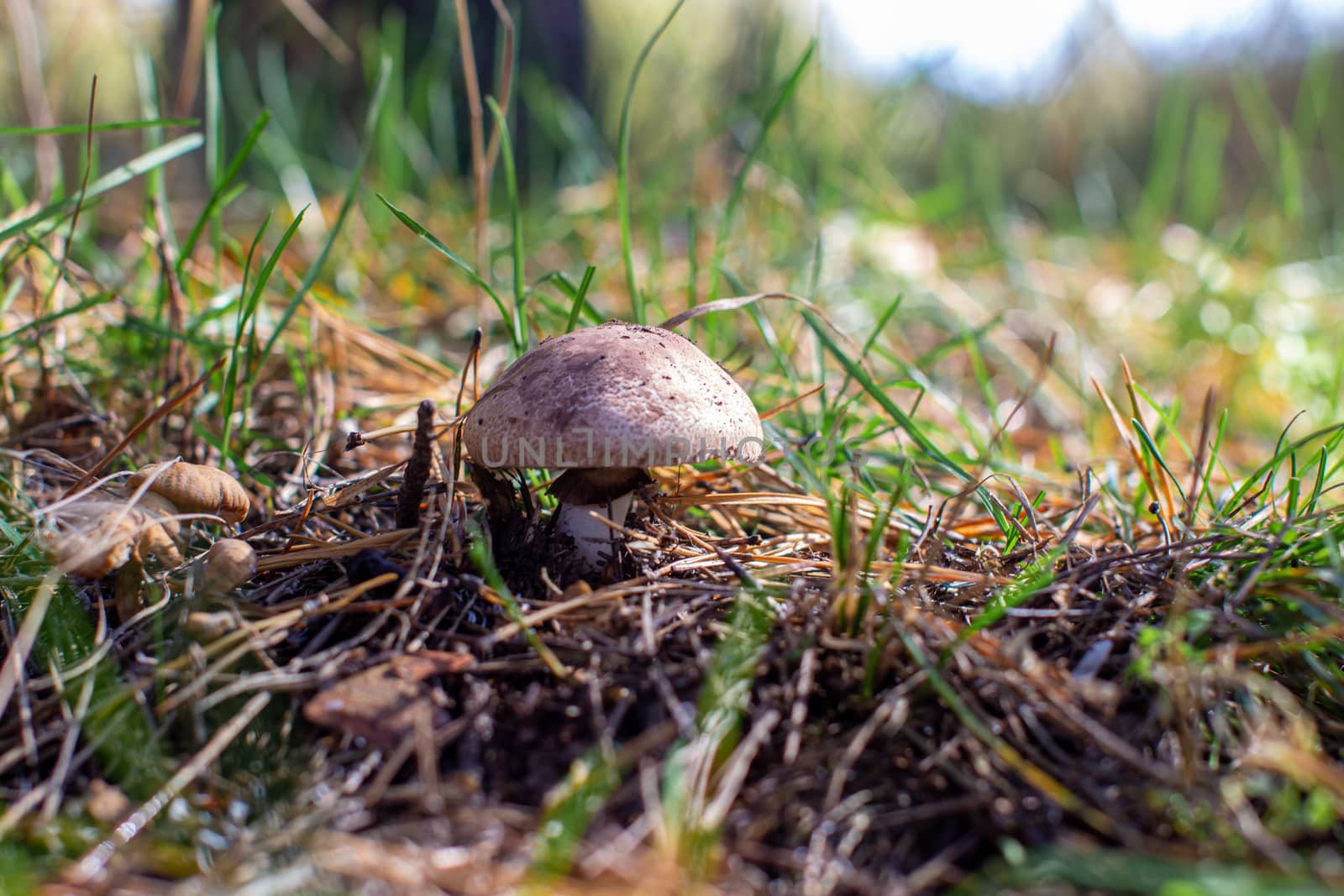 Beautiful mushroom in the forest. Mushroom picking in the forest by AnatoliiFoto