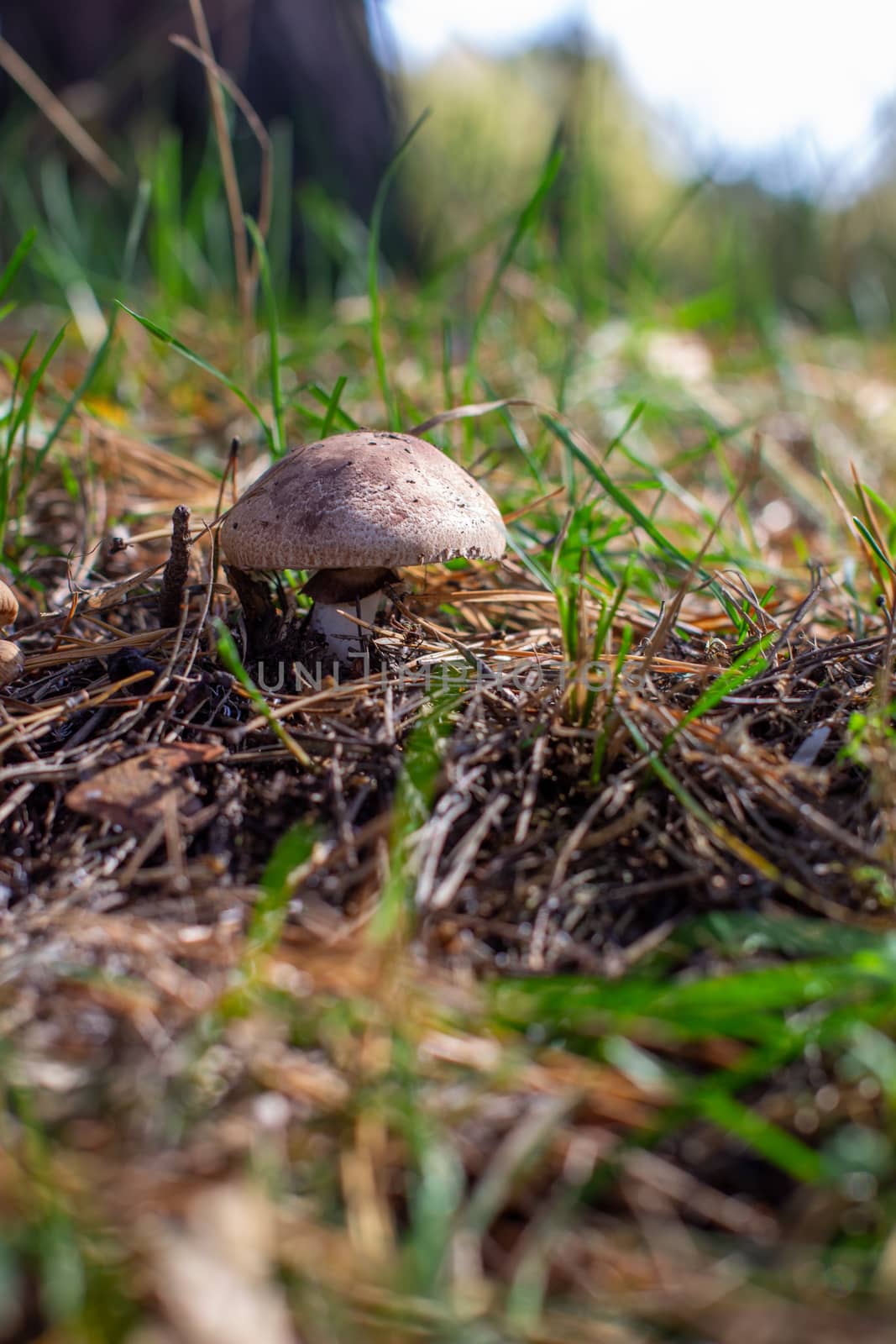 Beautiful mushroom in the forest. Mushroom picking in the forest by AnatoliiFoto
