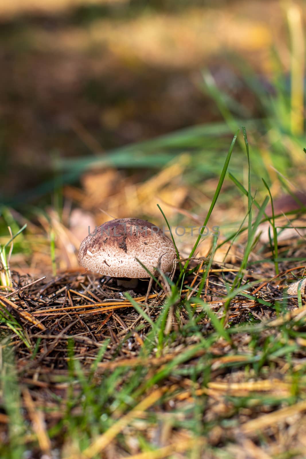 Beautiful mushroom in the forest. Mushroom picking in the forest by AnatoliiFoto