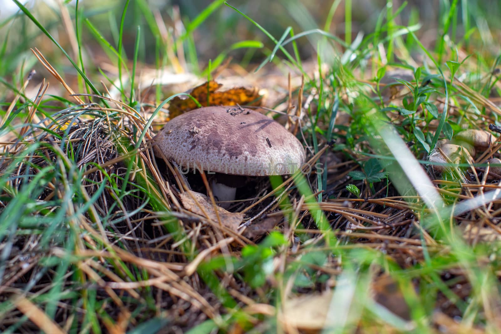 Beautiful mushroom in the forest. Mushroom picking in the forest by AnatoliiFoto