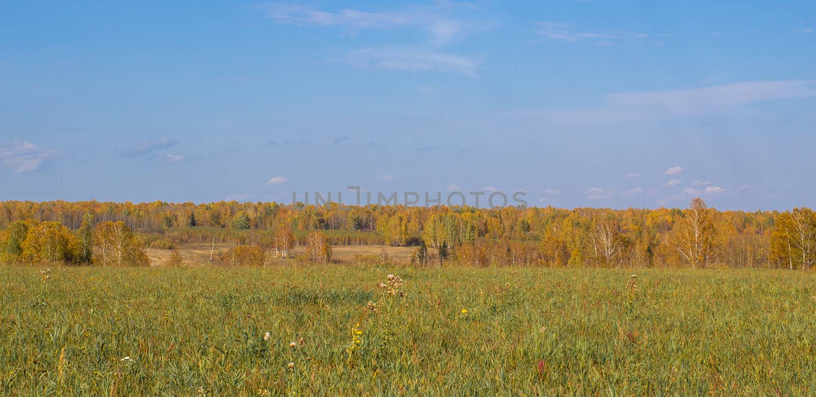 Autumn yellow forest and field. Blue sky with clouds over the forest.  by AnatoliiFoto