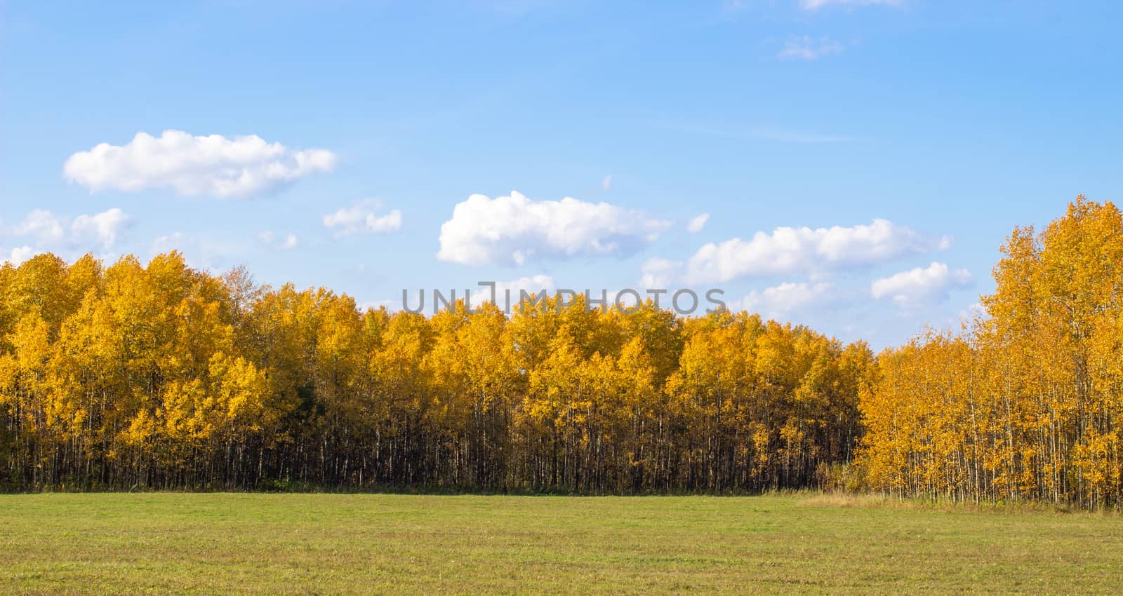 Autumn yellow forest and field. Blue sky with clouds over the forest.  by AnatoliiFoto