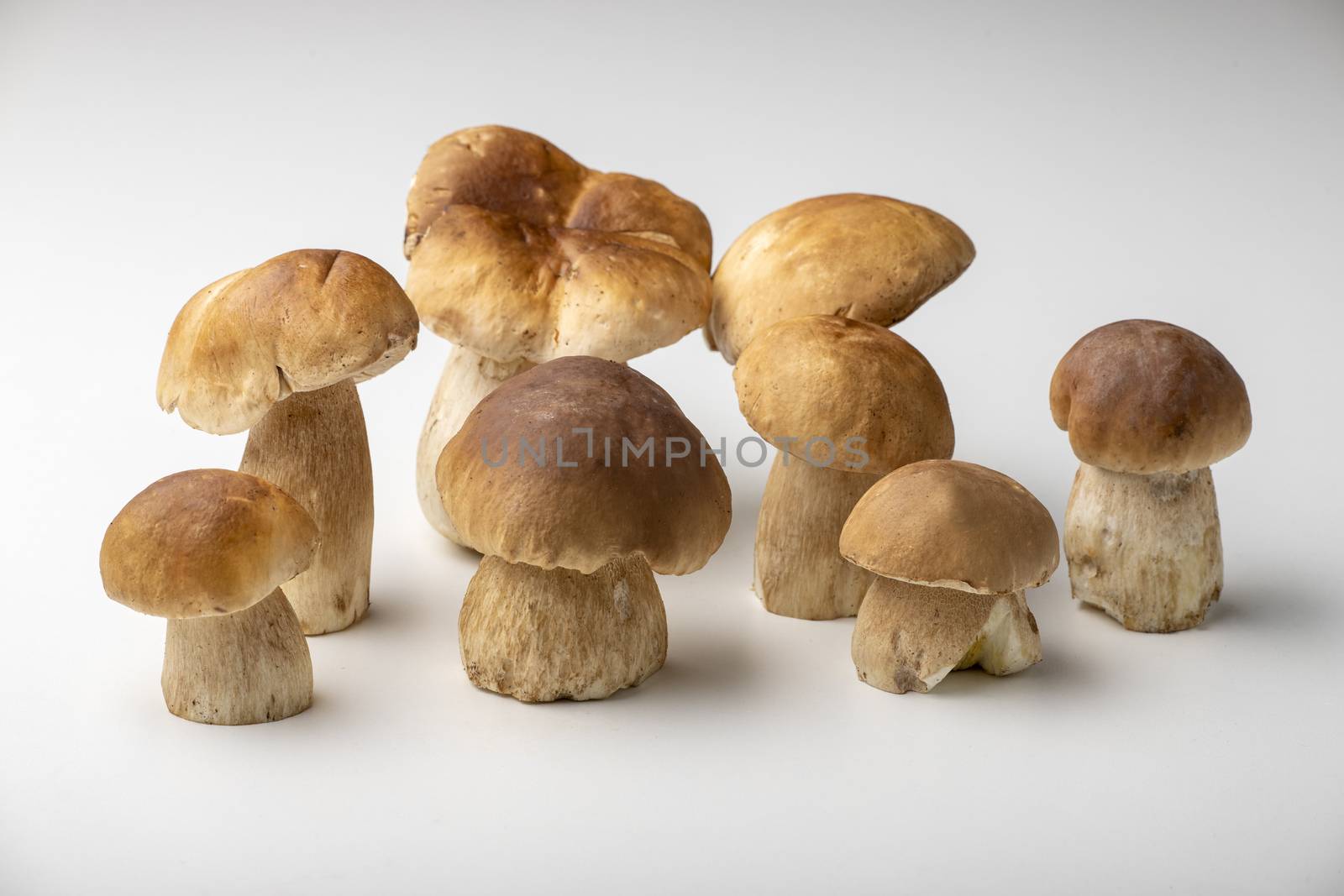 boletus mushrooms by bernjuer