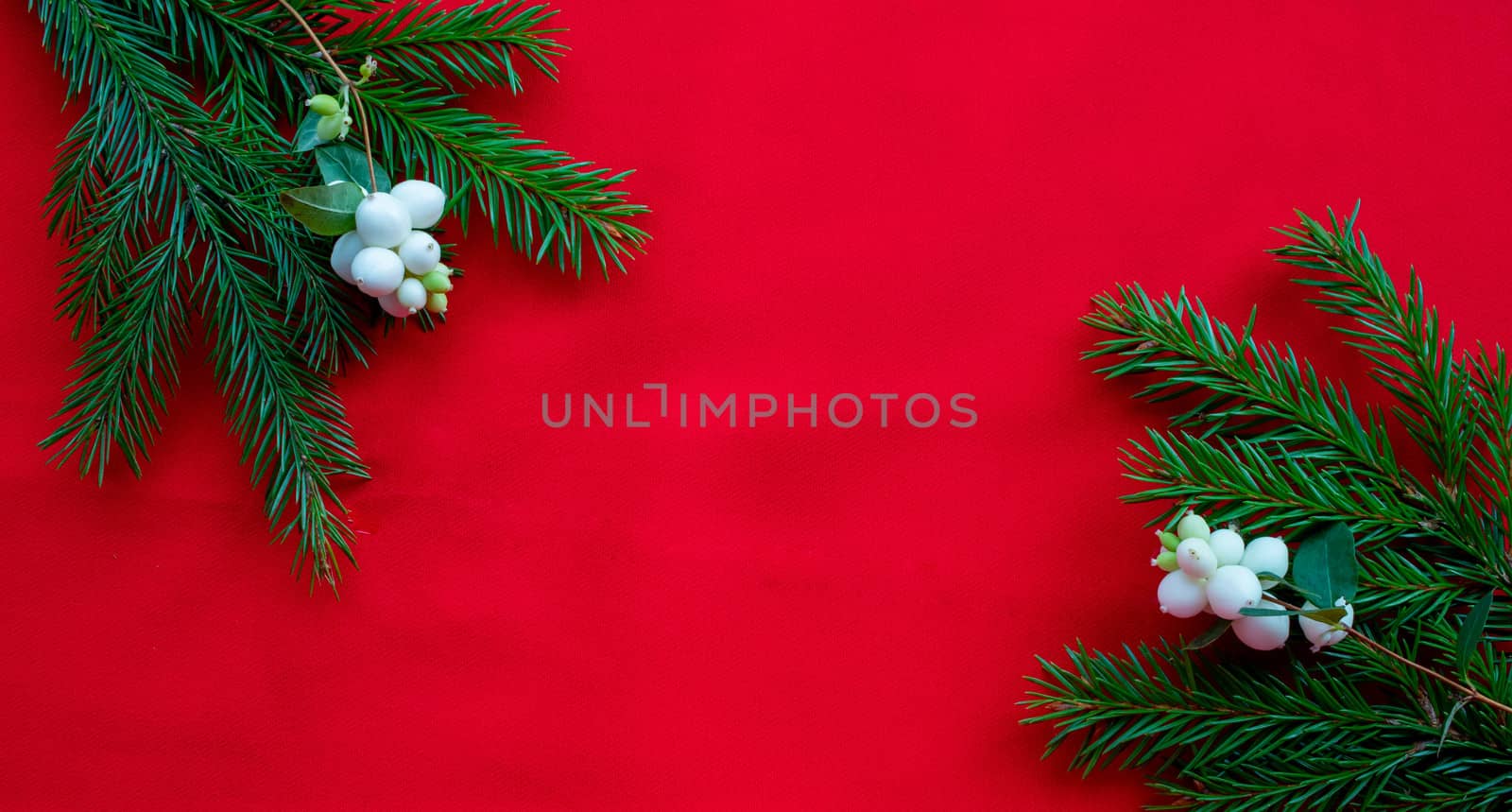 Christmas background with spruce branches and white dogwood berries on a red canvas background. Christmas card. The theme of a winter holiday. Happy New Year. Space for text.