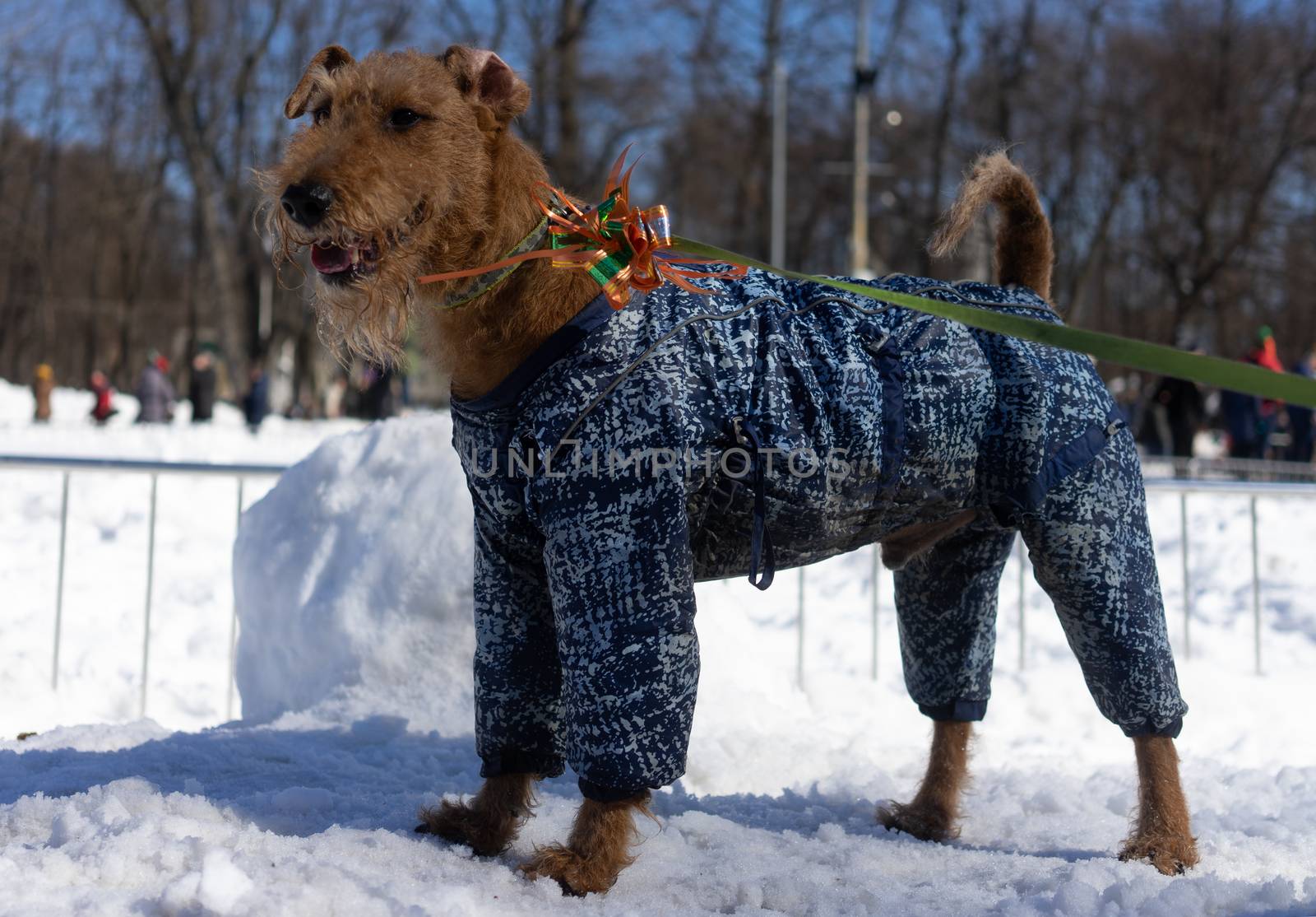 Dog breed Fox Terrier in a winter suit on a leash in a snow Park.