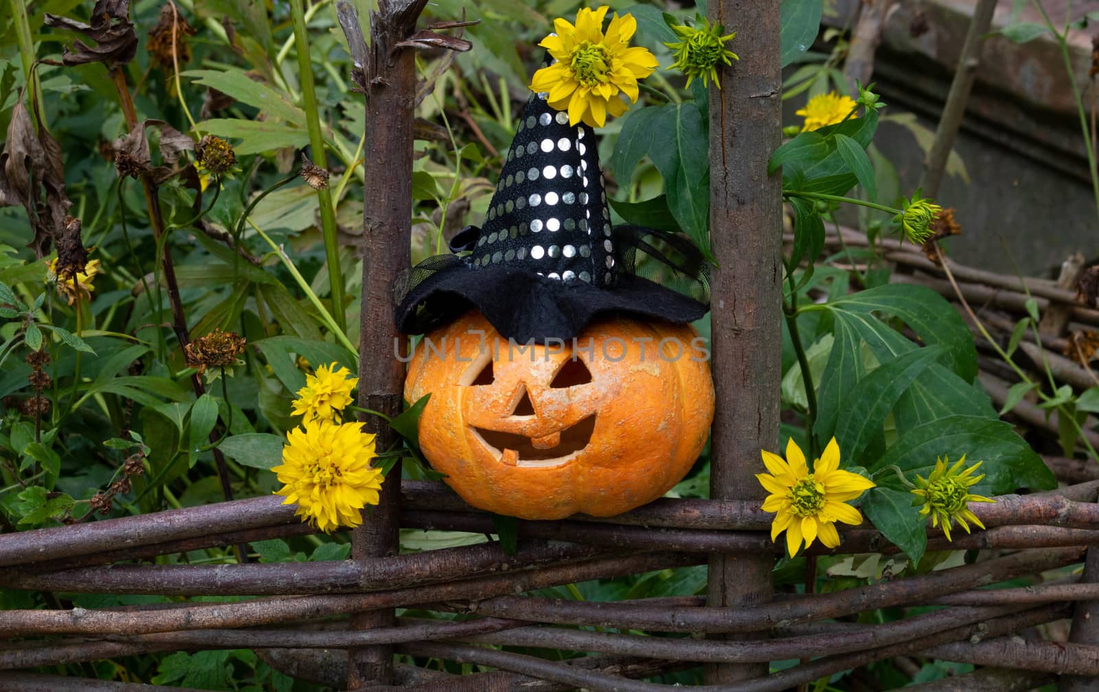 A cheerful pumpkin in a witch's hat is sitting on a fence among yellow flowers.The concept of Halloween by lapushka62