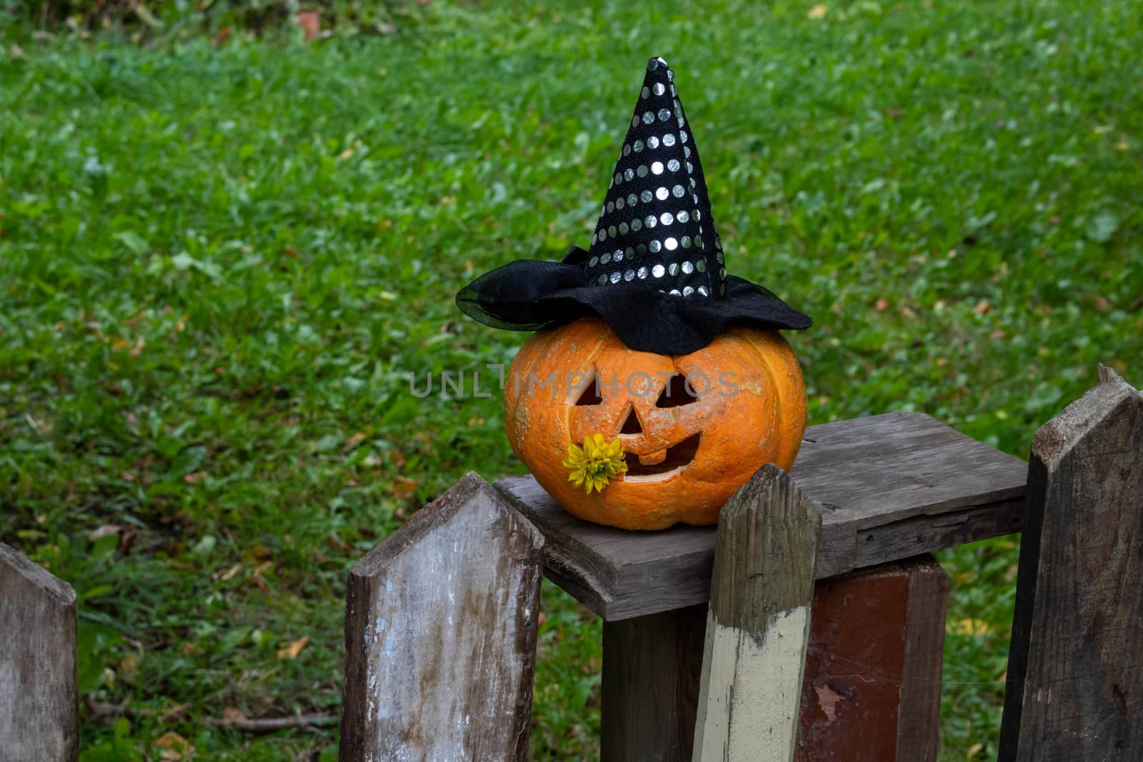 A cheerful pumpkin in a Witch's hat is sitting on the fence.The Concept Of Halloween.
