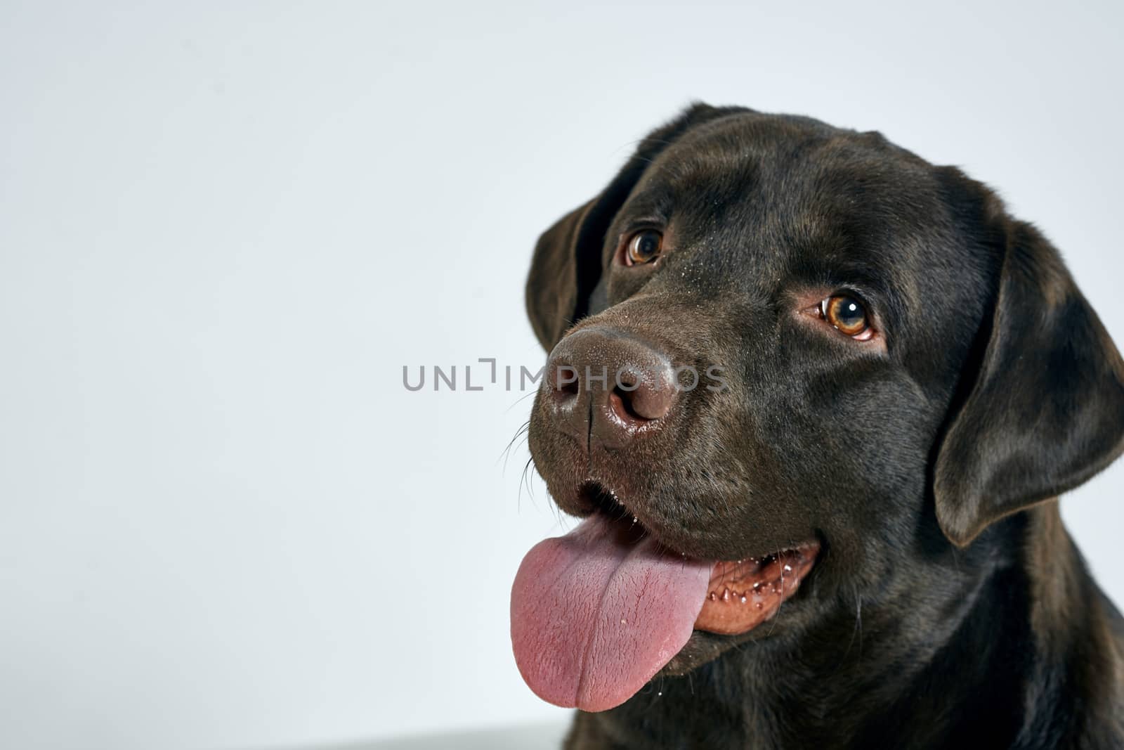 Purebred dog with black hair on a light background portrait, close-up, cropped view by SHOTPRIME