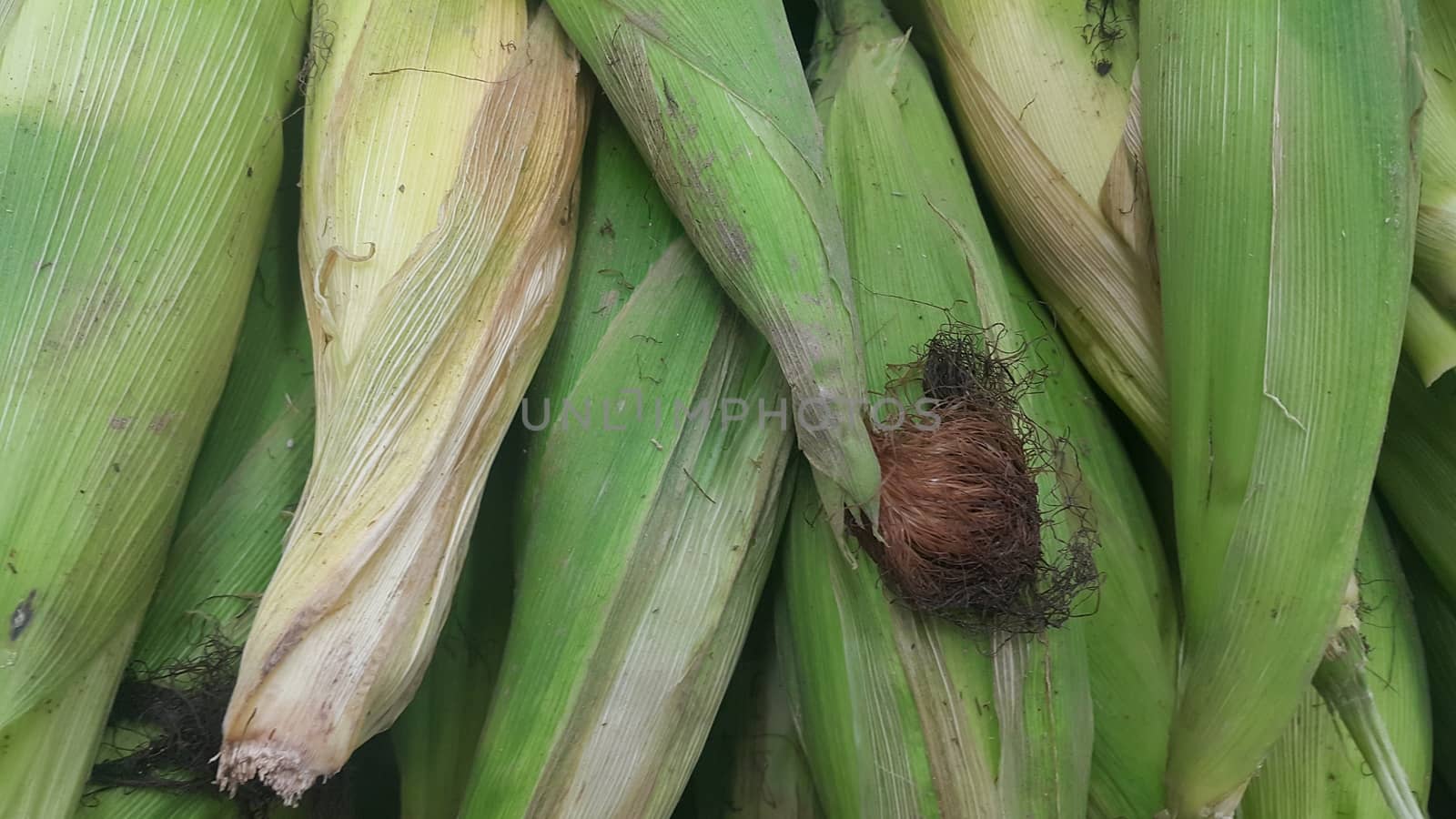 Closeup view of corncob surrounded with green leaves by Photochowk