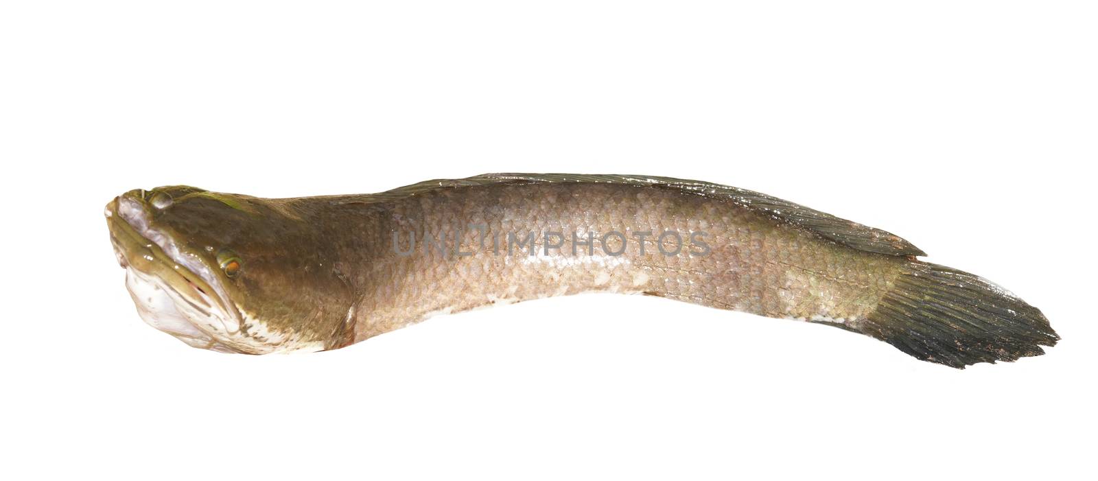 Thailand big snakehead fish isolated on white background.