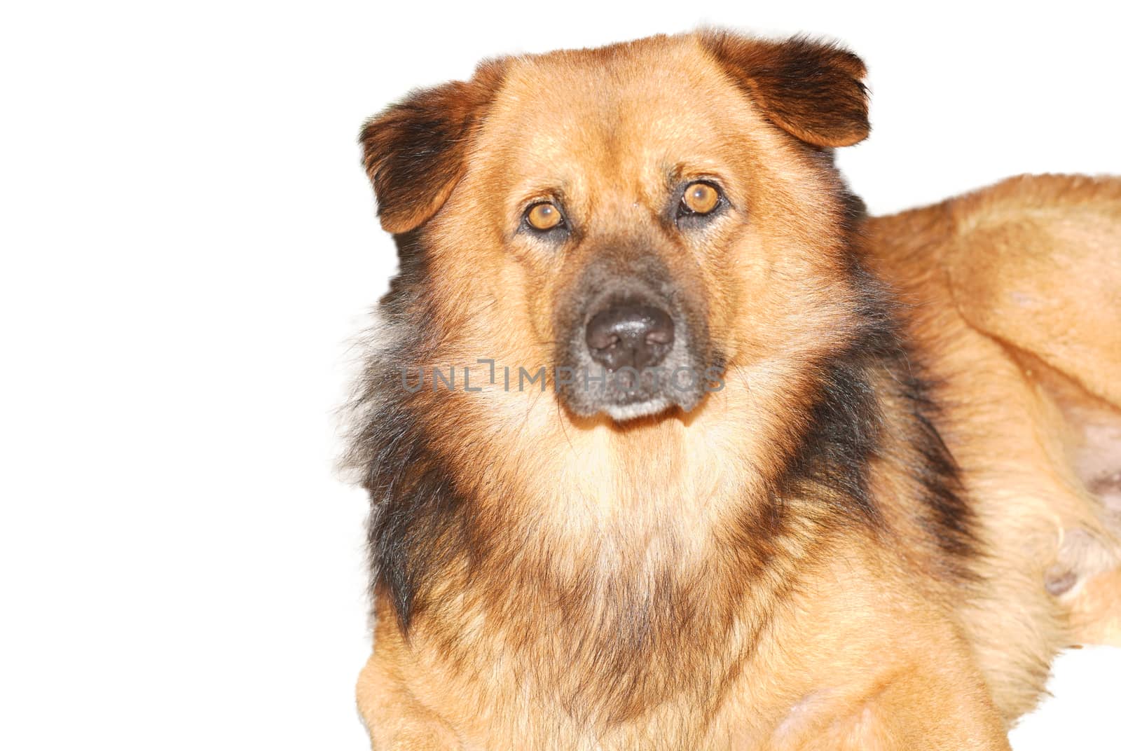 Brown shaggy dog looking at camera isolated white background by noppha80