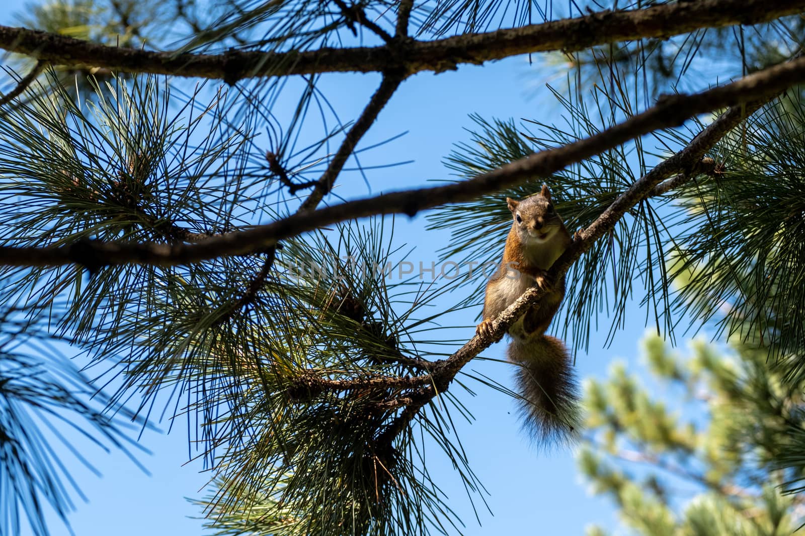 An American red squirrel (Tamiasciurus hudsonicus) clings to a thin branch on a pine tree in the forest.