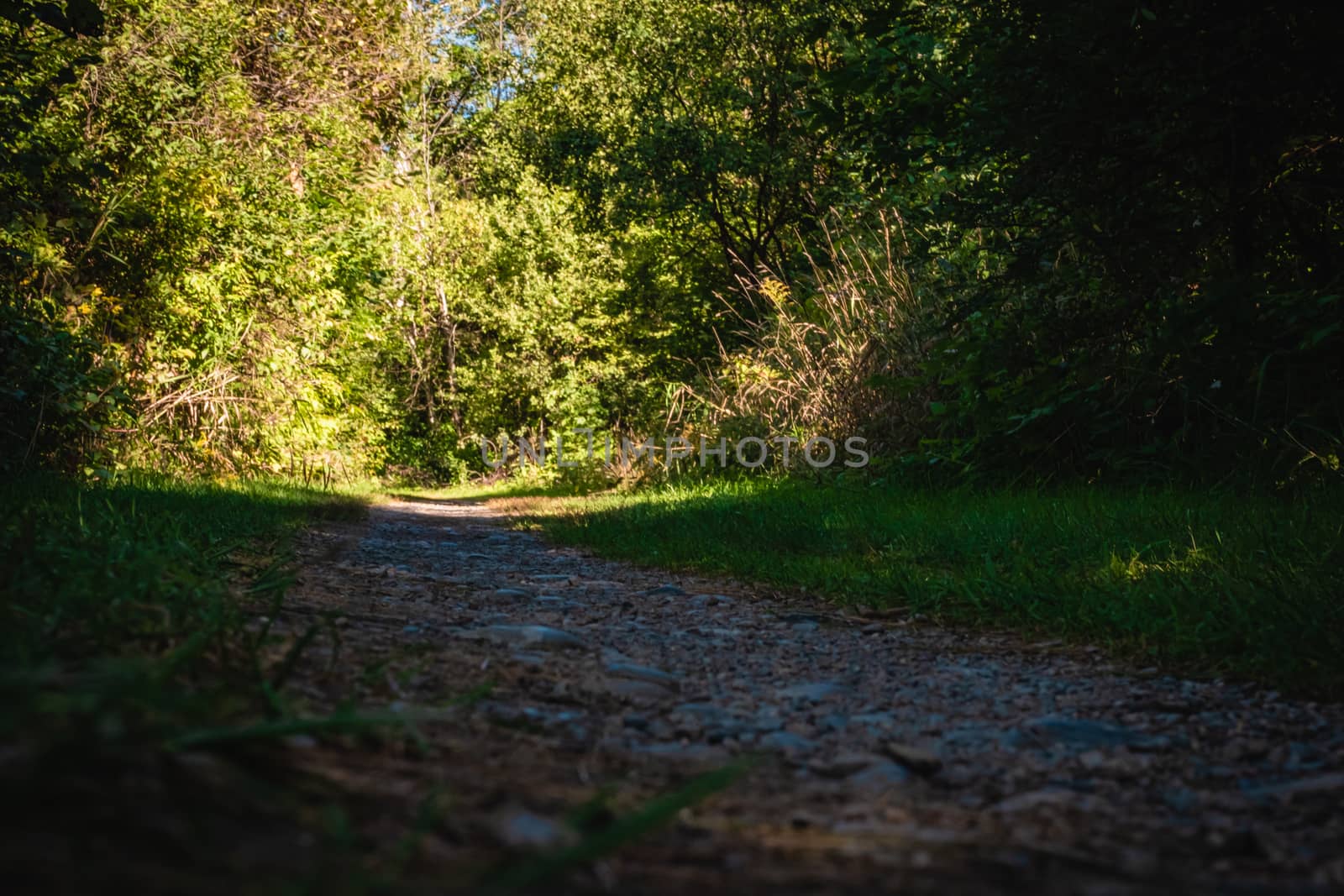 A nature trail in the woods has a gravel path with pebbles leading from the shade into a sunny stretch.